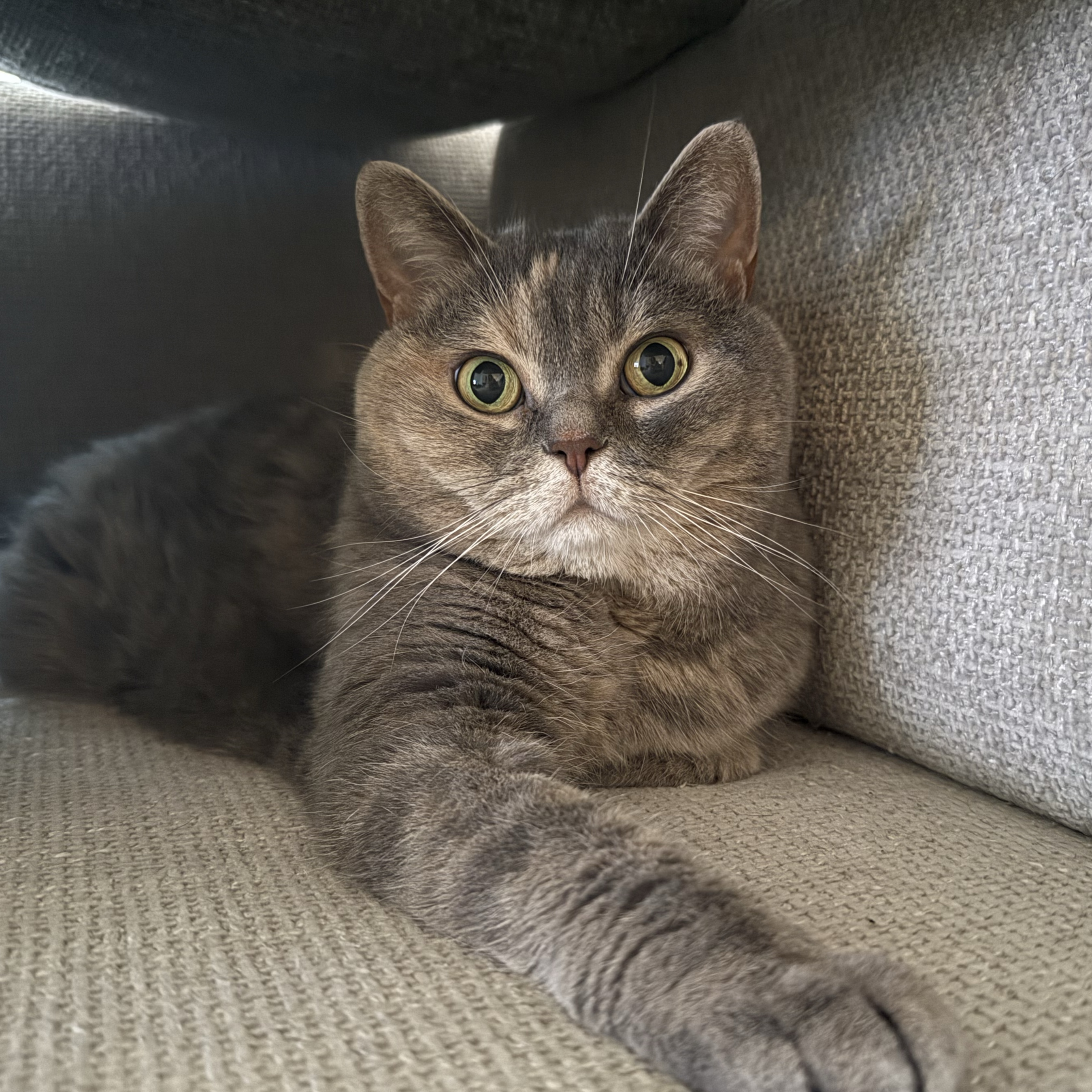 Lucy
