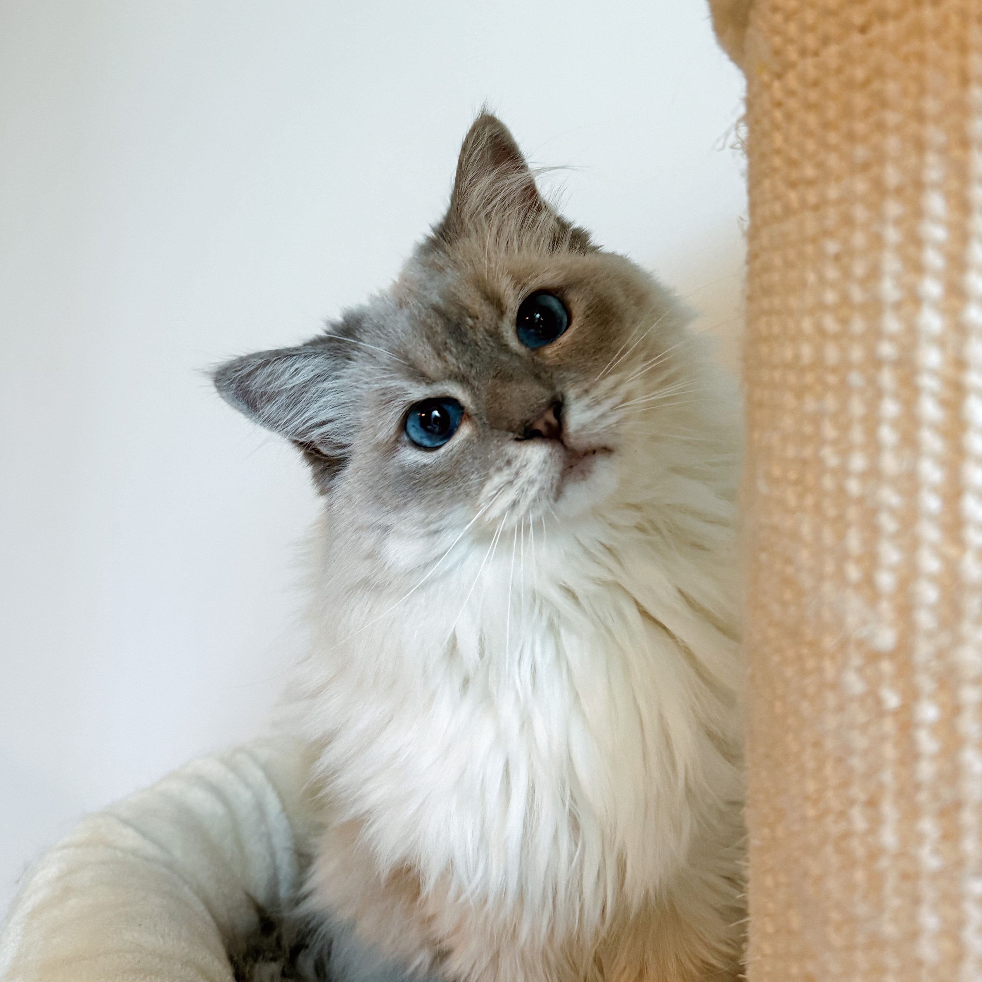 Pollie