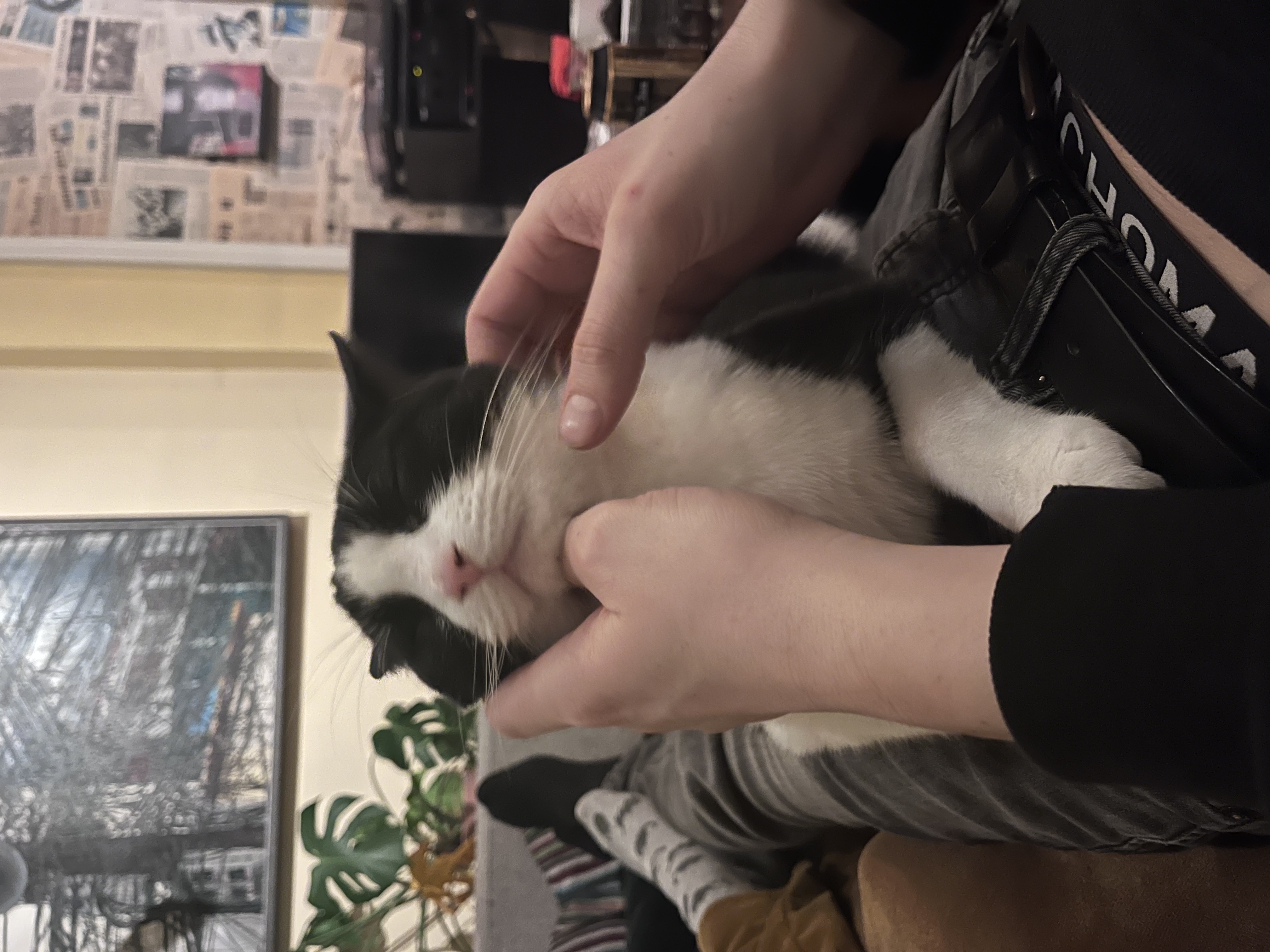 image-7