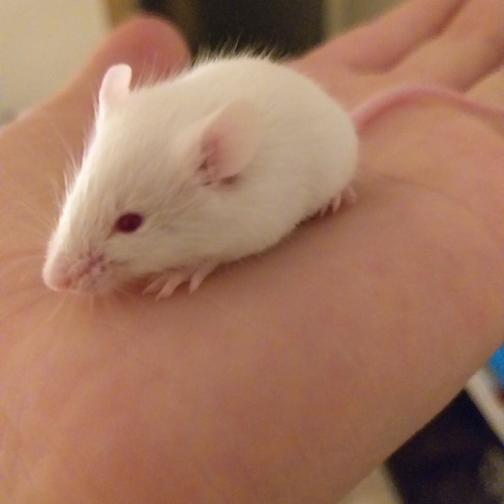 Witje