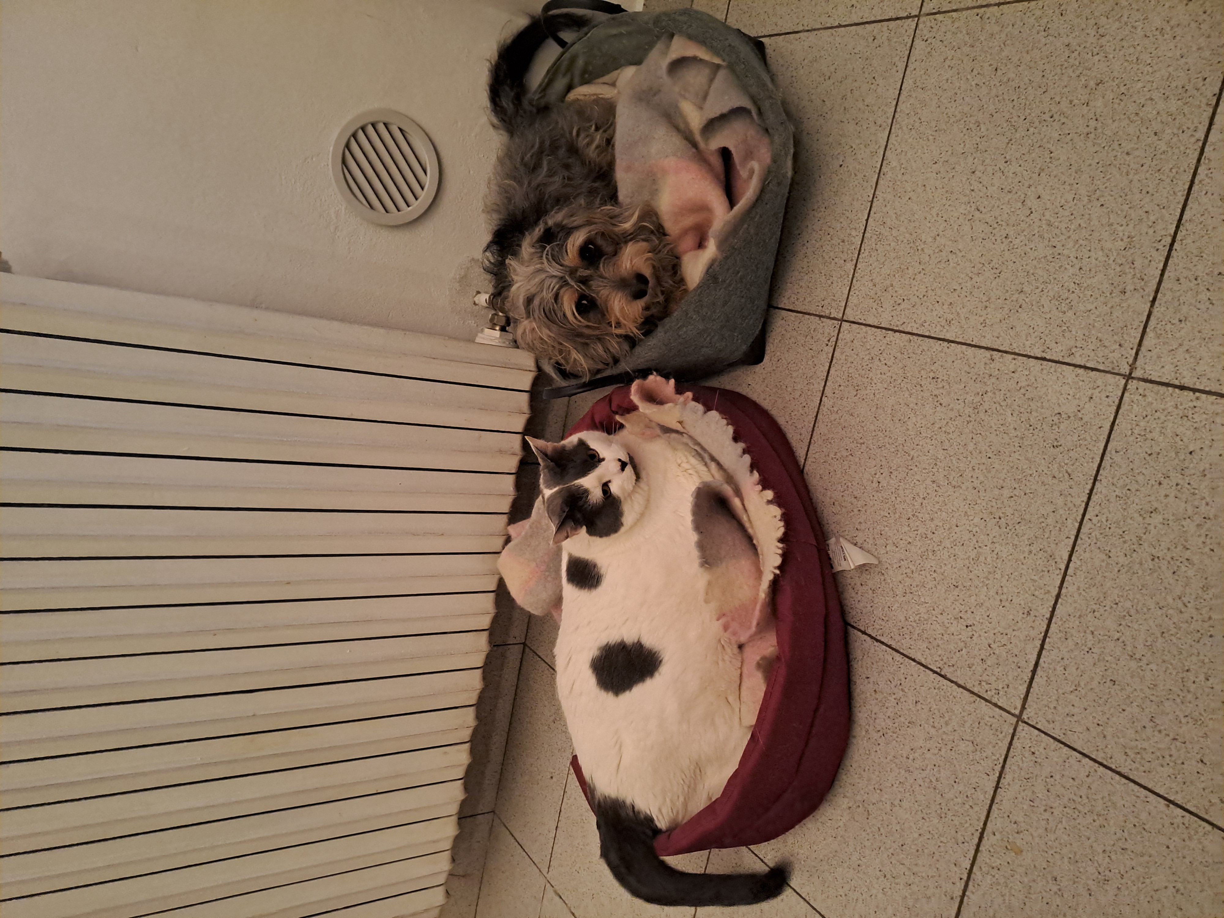 image-7