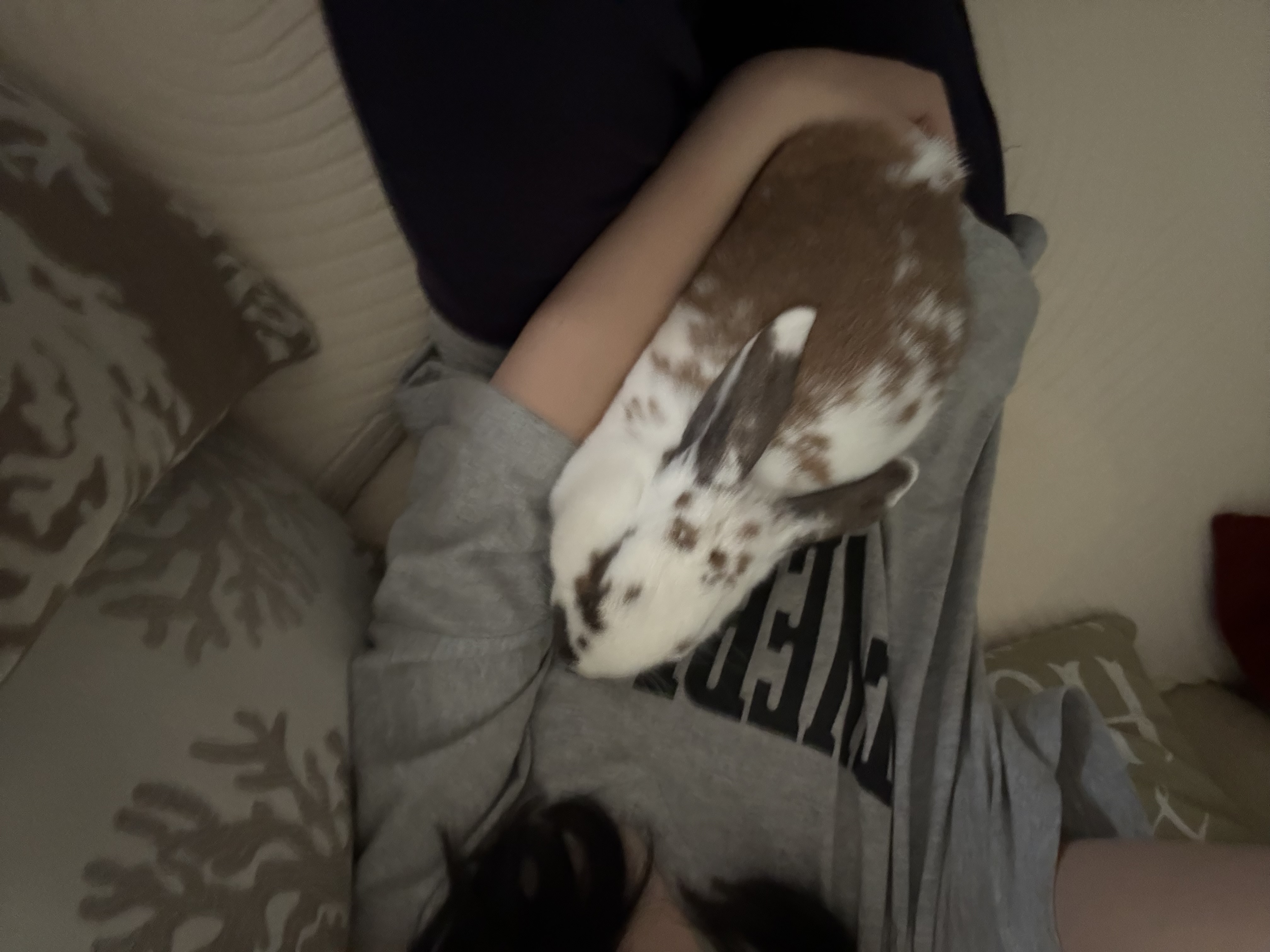 image-7