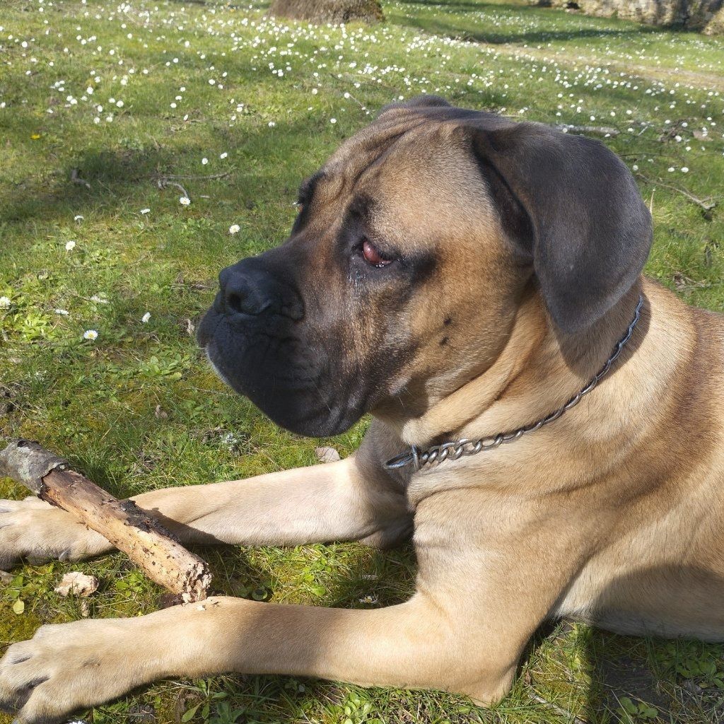 Kuzco