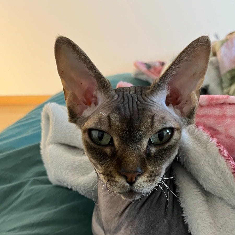 Elliott
