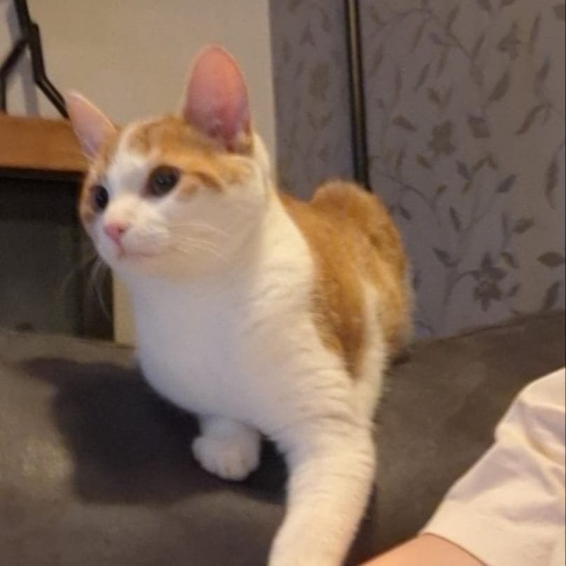 Kato