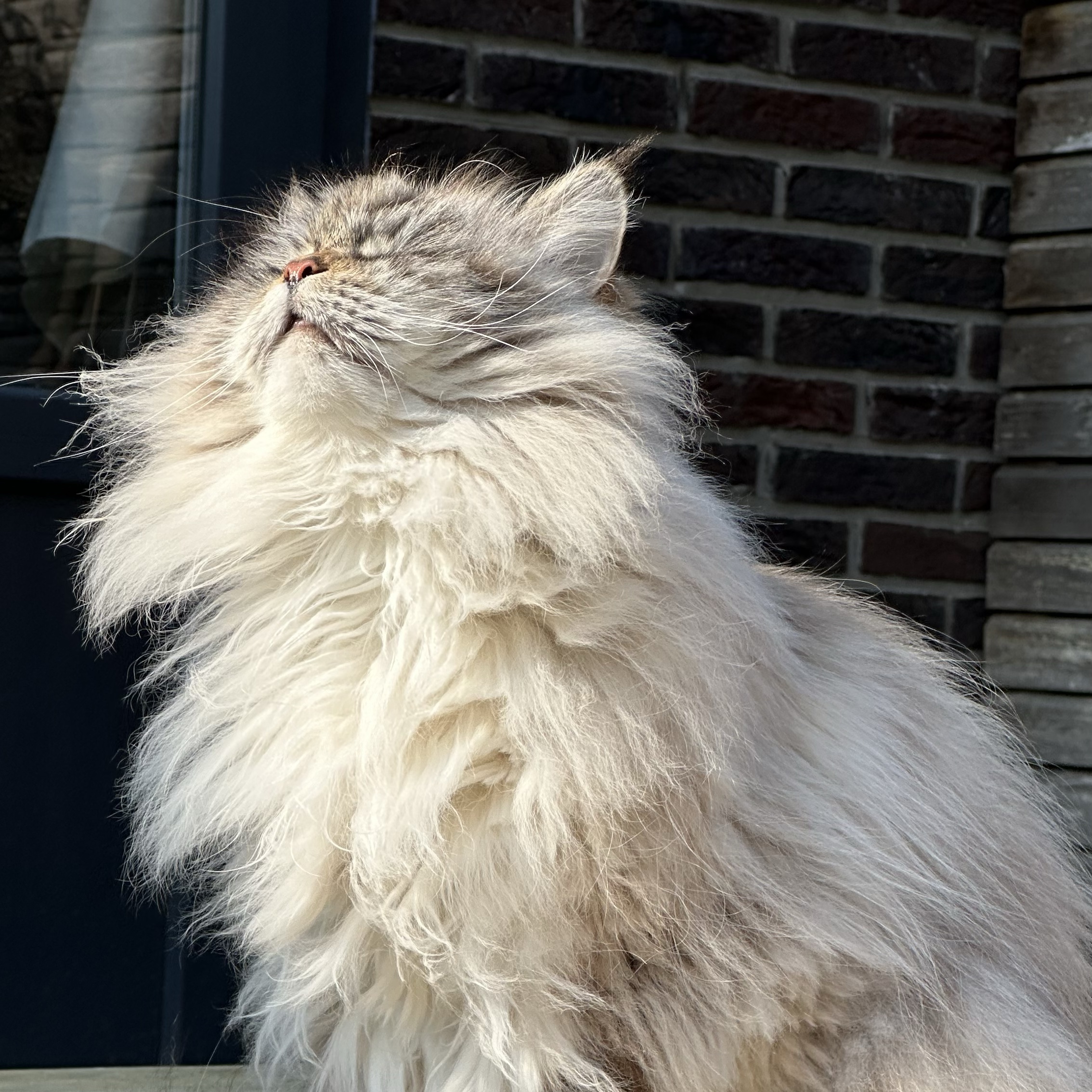 Gina