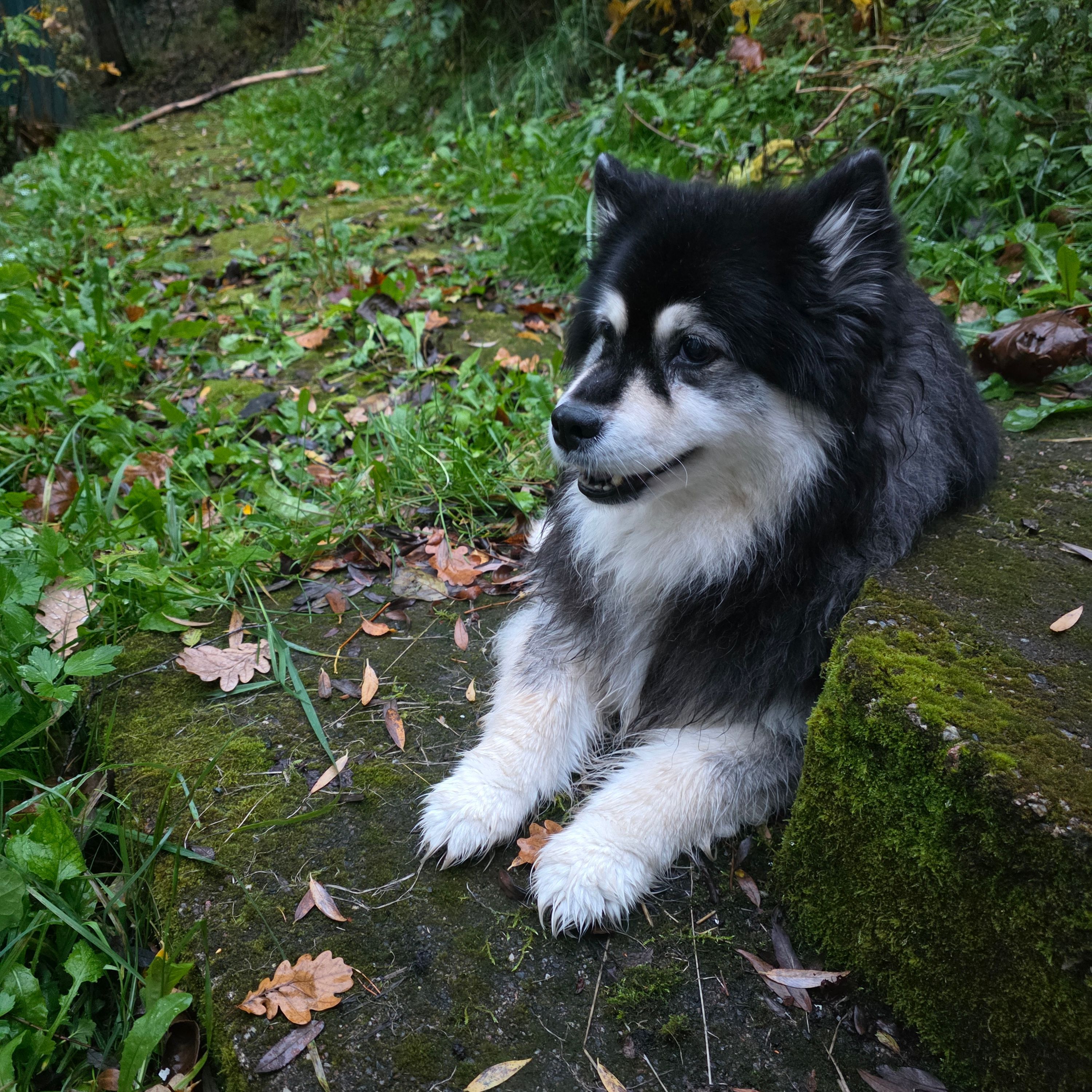 Zenni