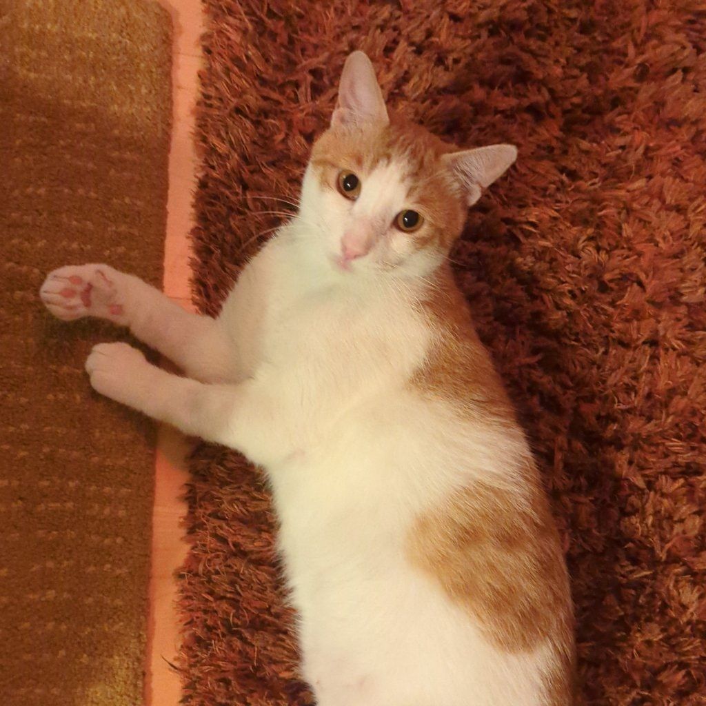 Minimo