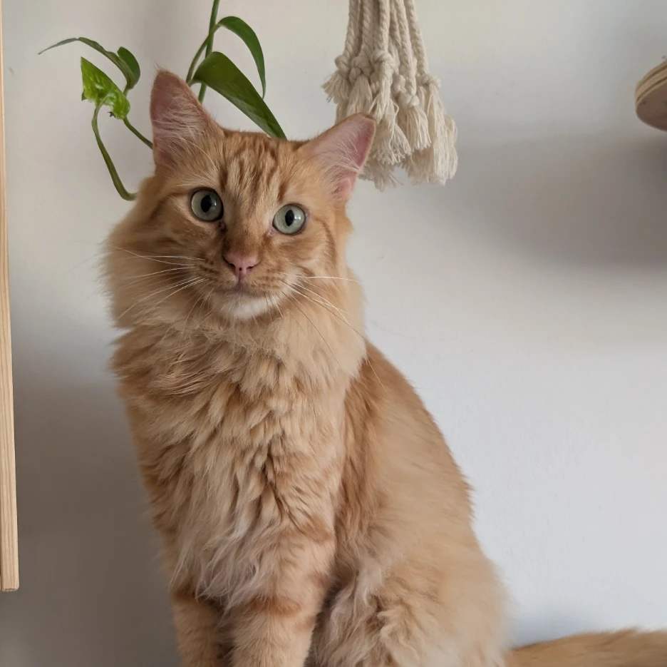 Max
