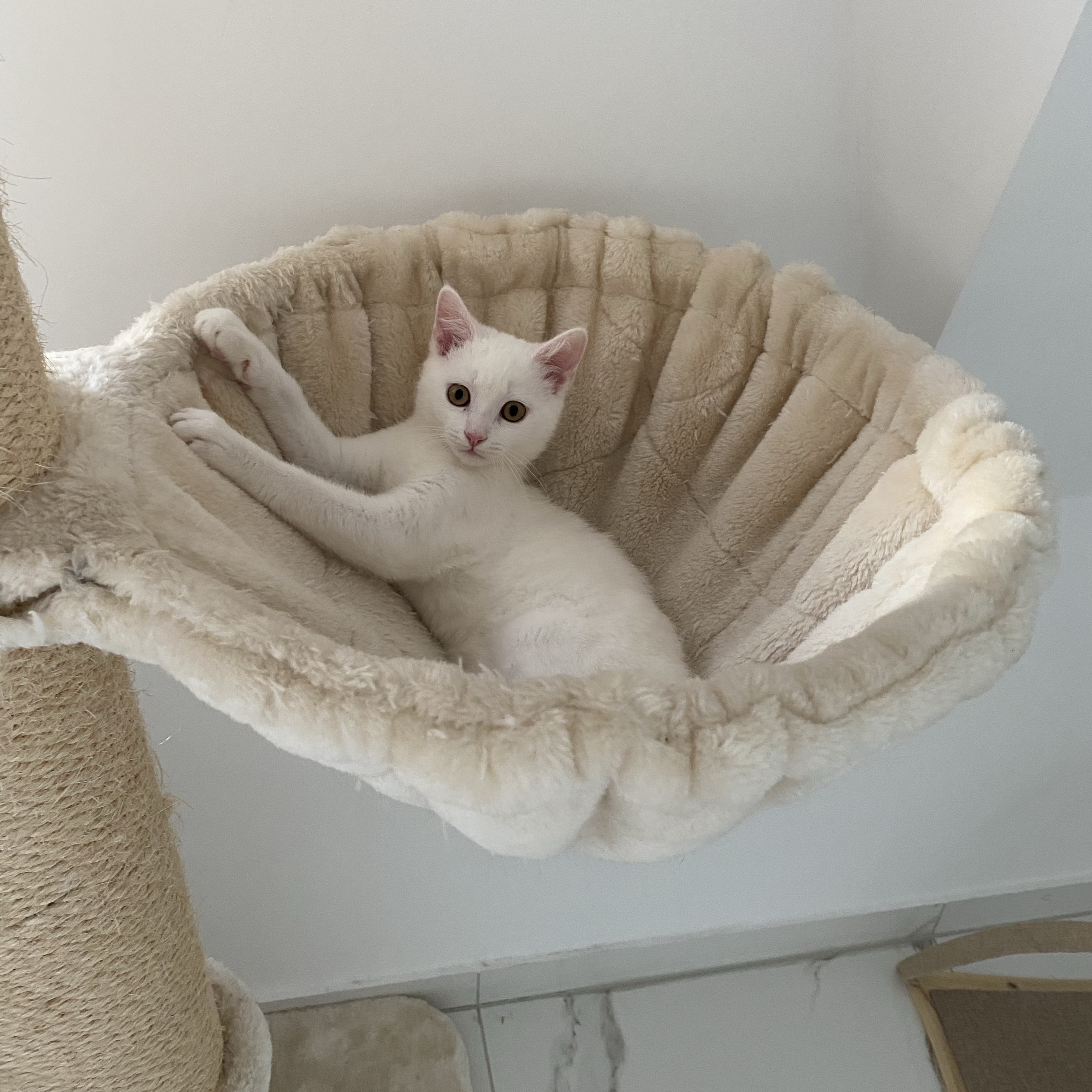 Snowball