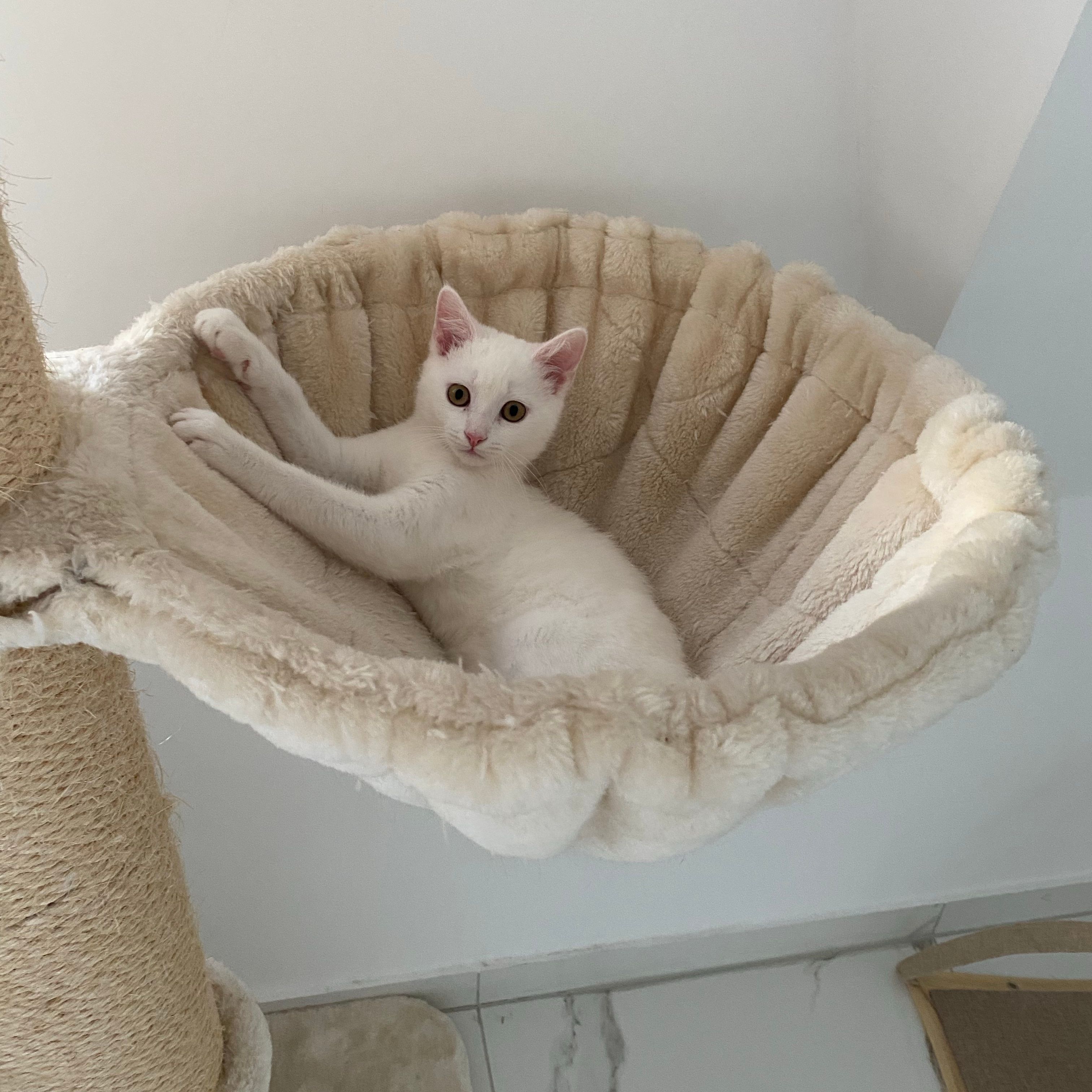 Snowball