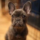 Audrey 