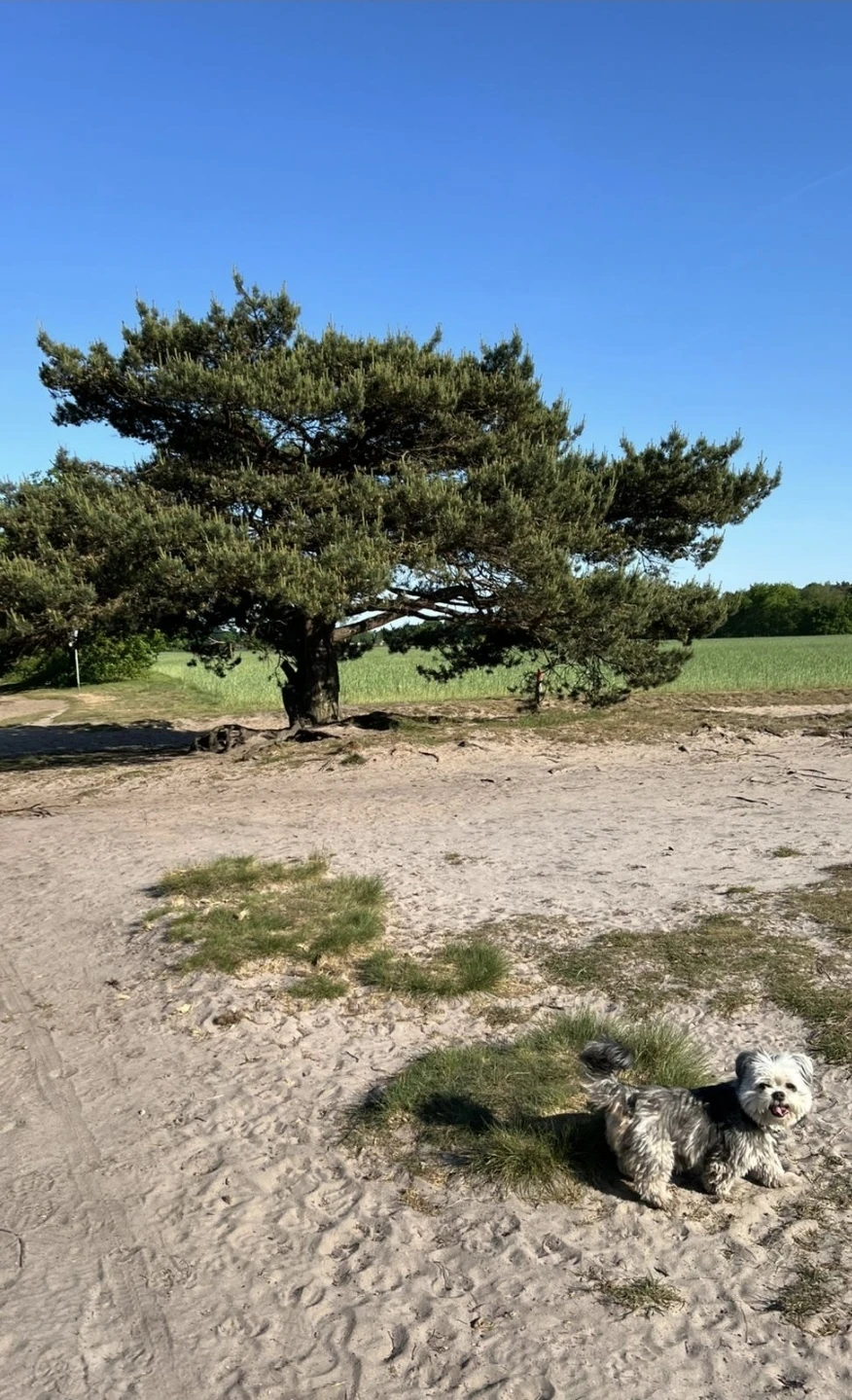 image-10
