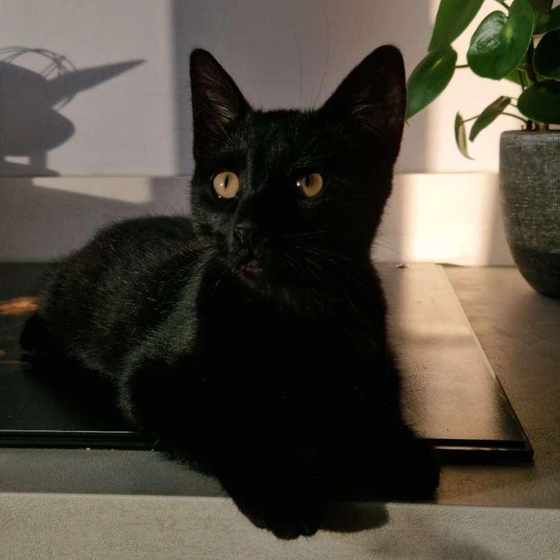 Loki 