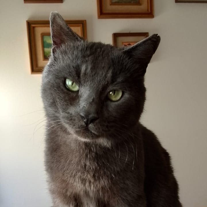 Coccolo