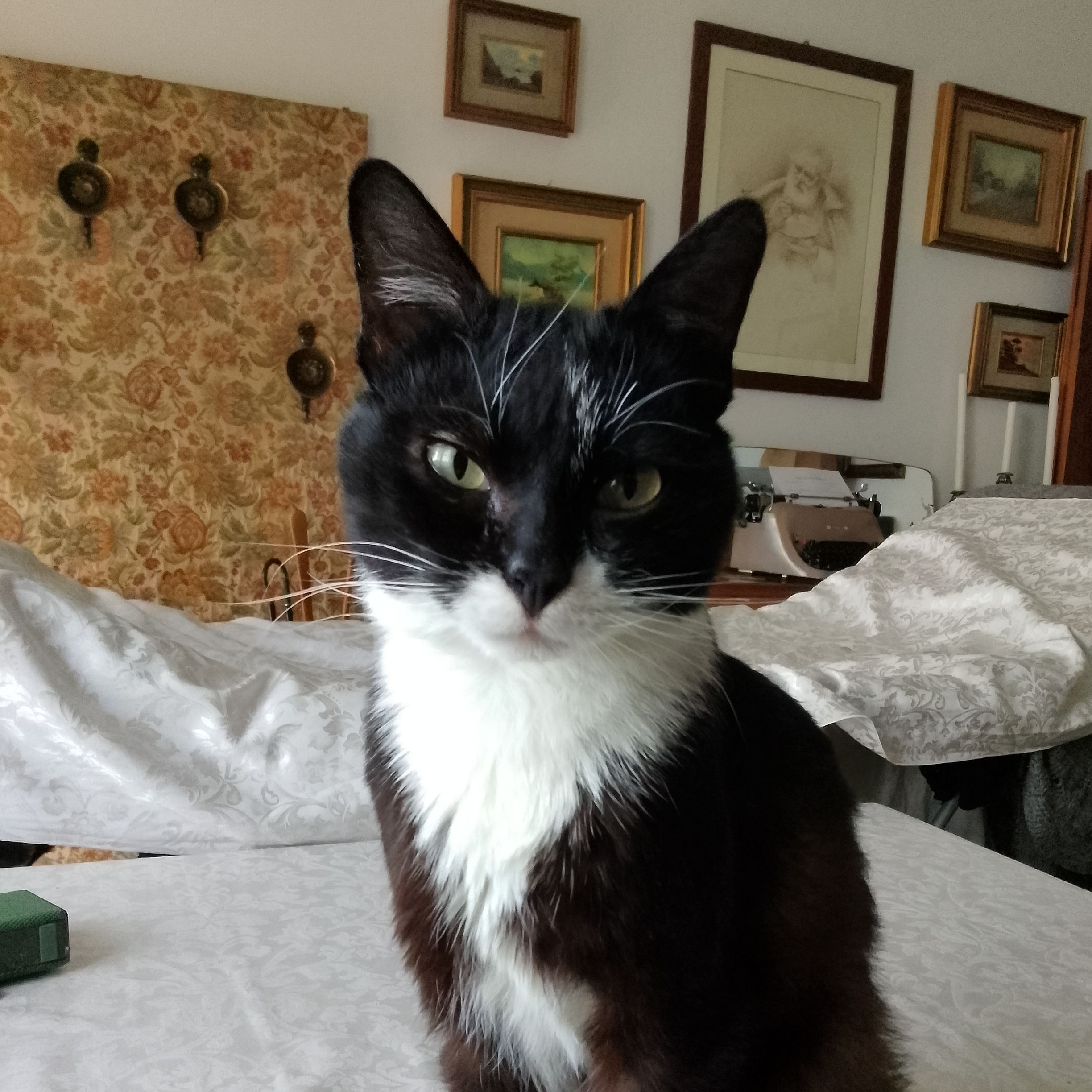 Micio