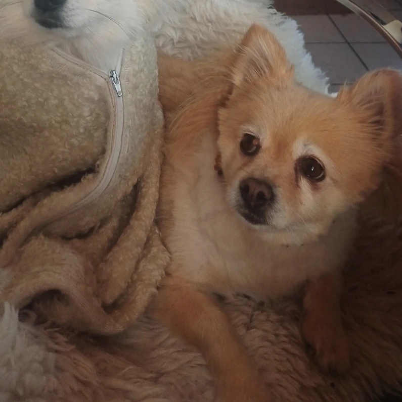 lulu