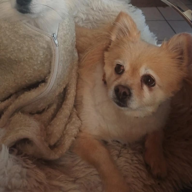 lulu