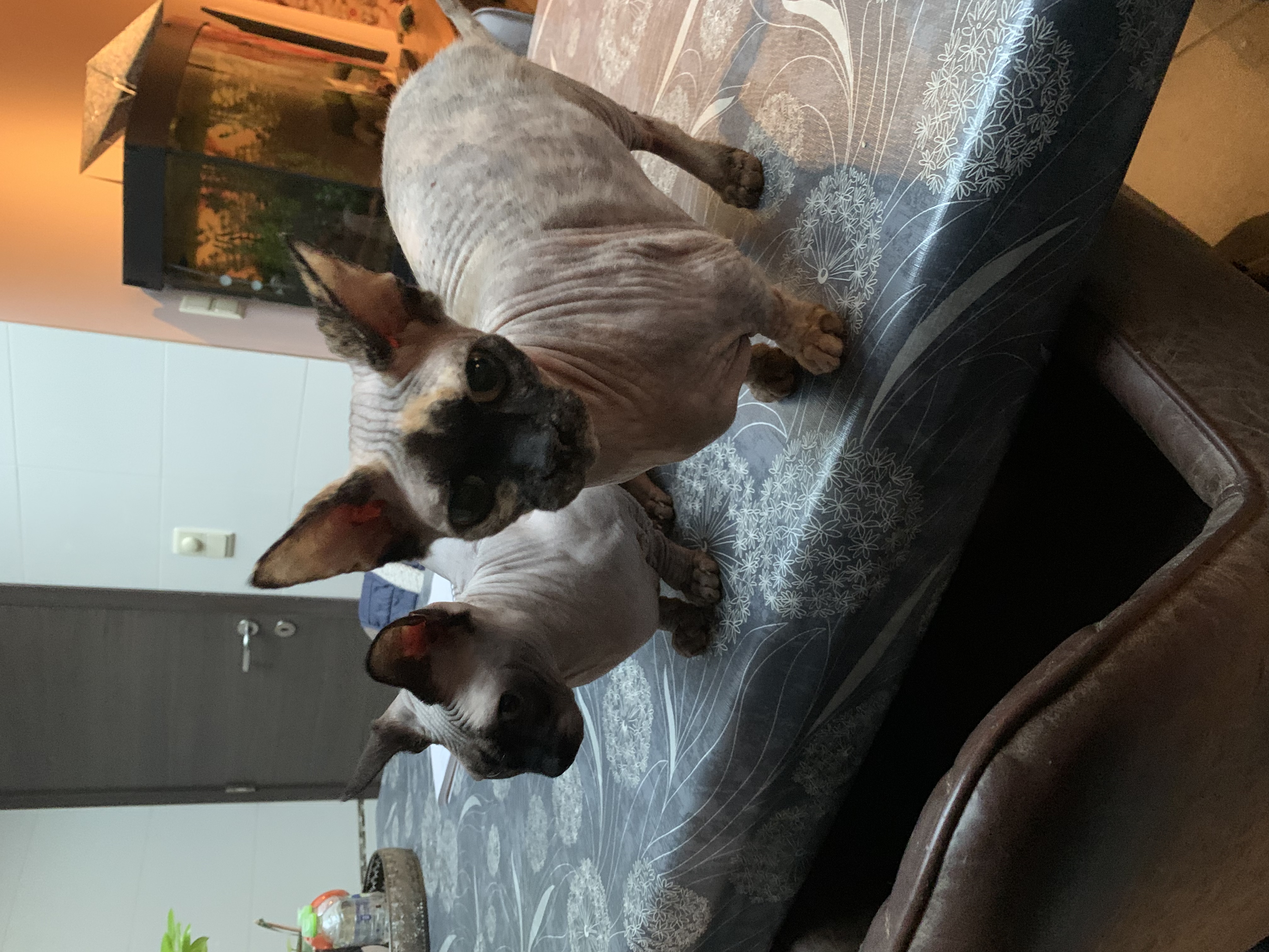image-15