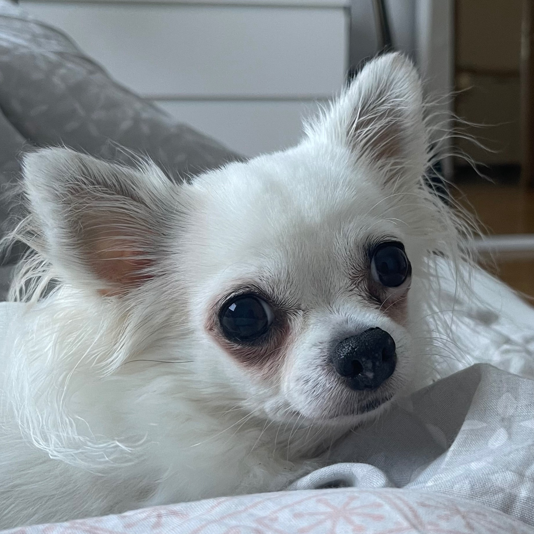 Tinkerbell