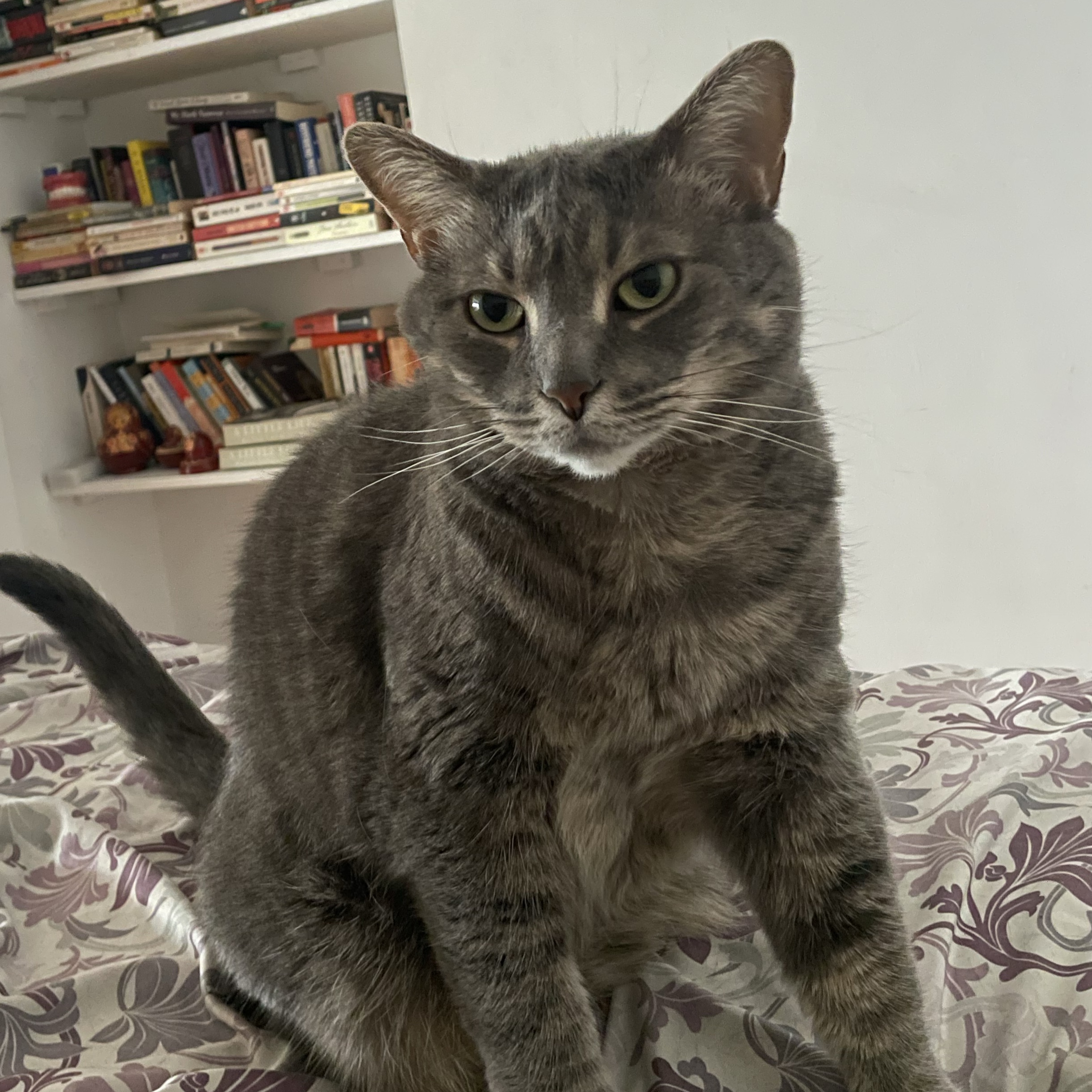 Titi