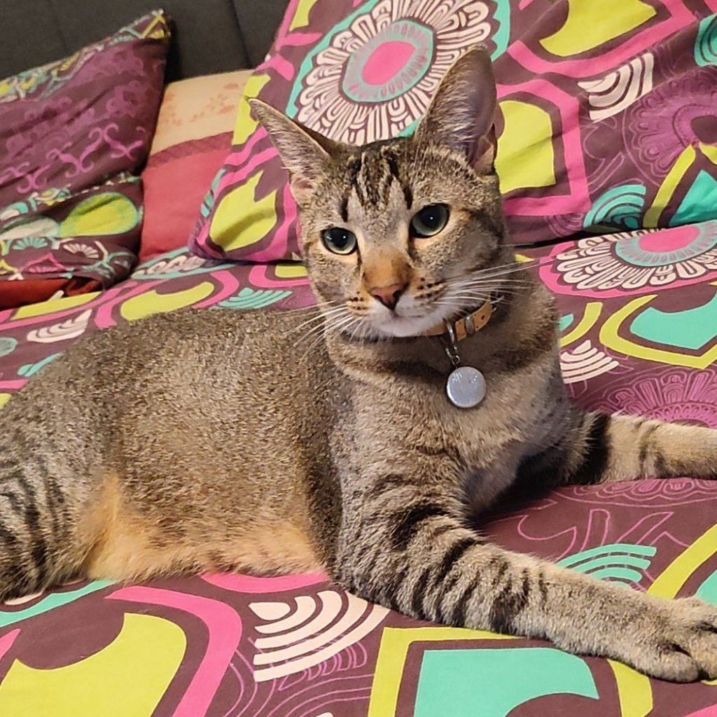 Symba