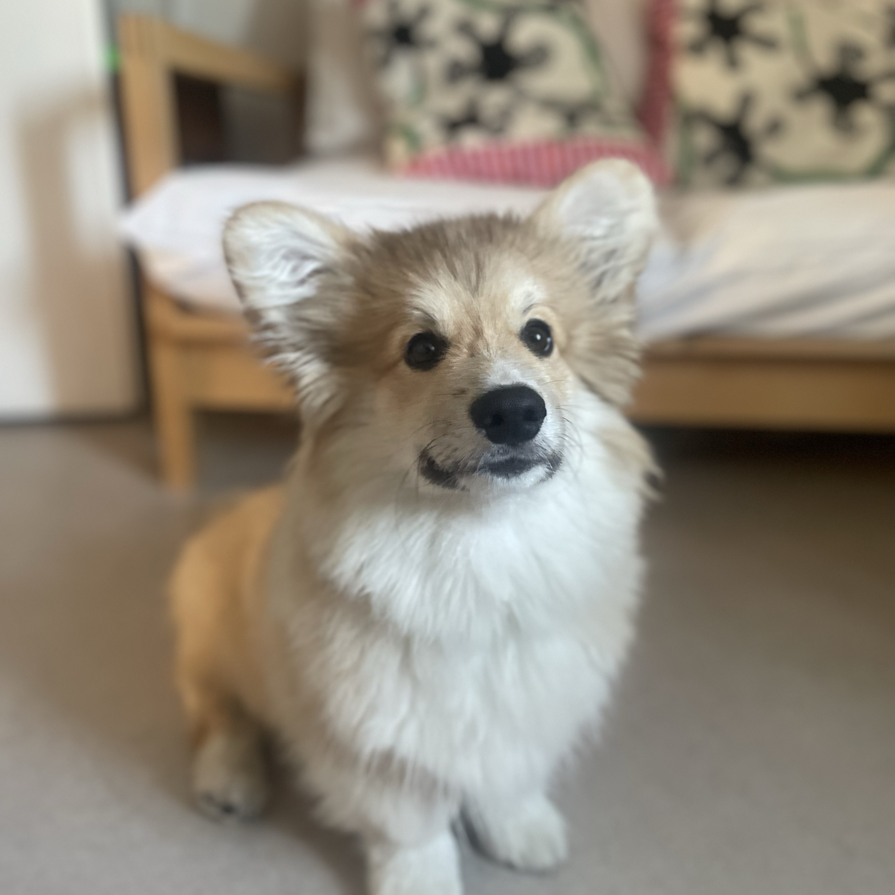 Merlino