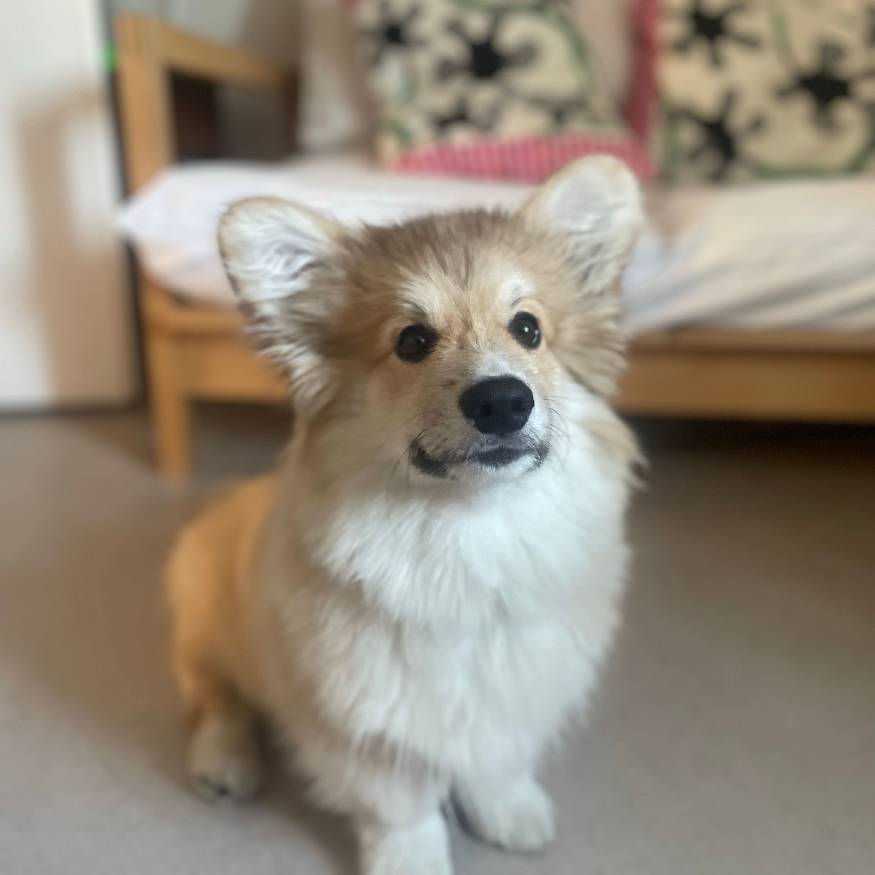 Merlino