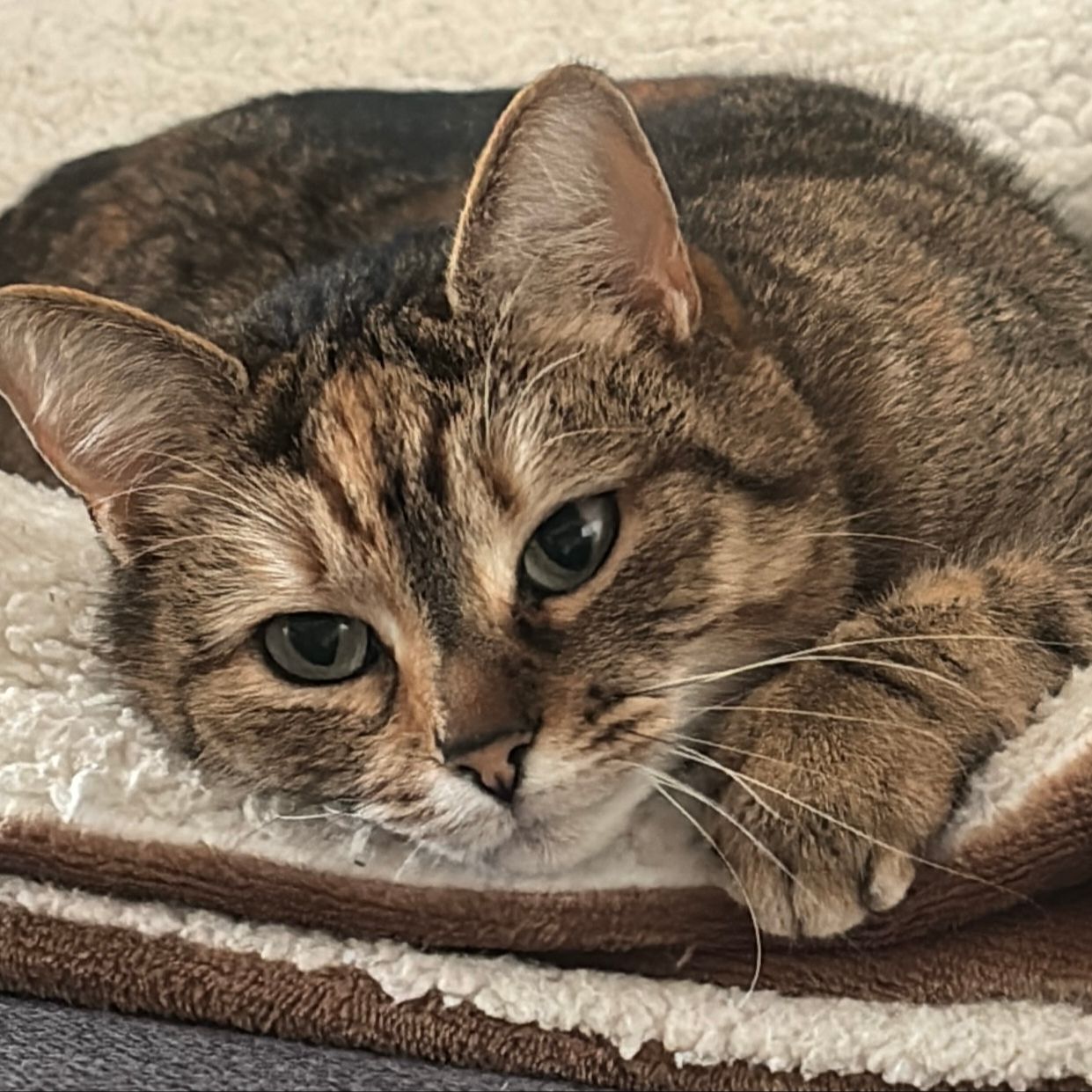 Nayla