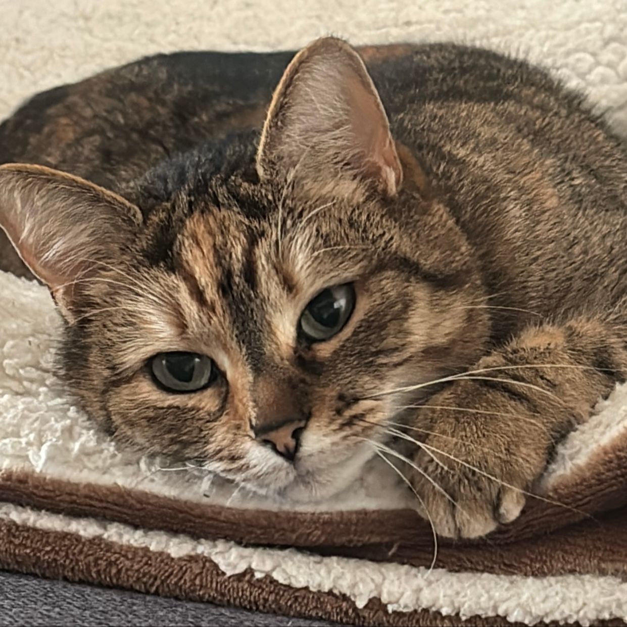 Nayla
