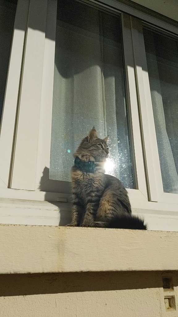 Missou