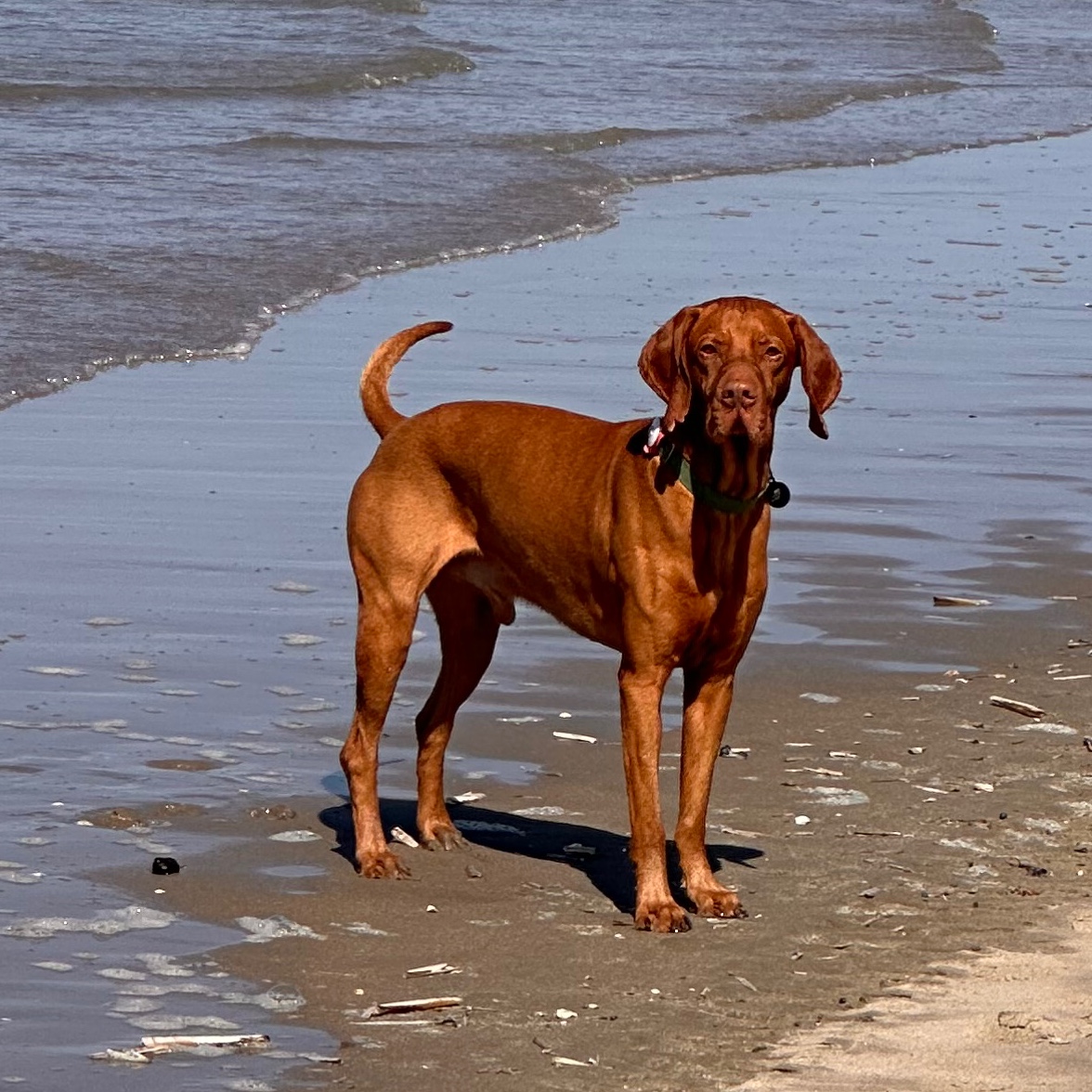 Otto
