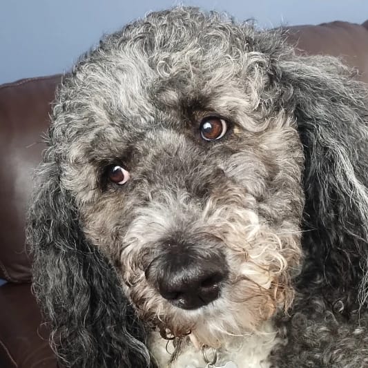 Bailey