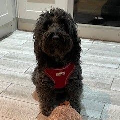 Buddy