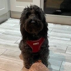 Buddy