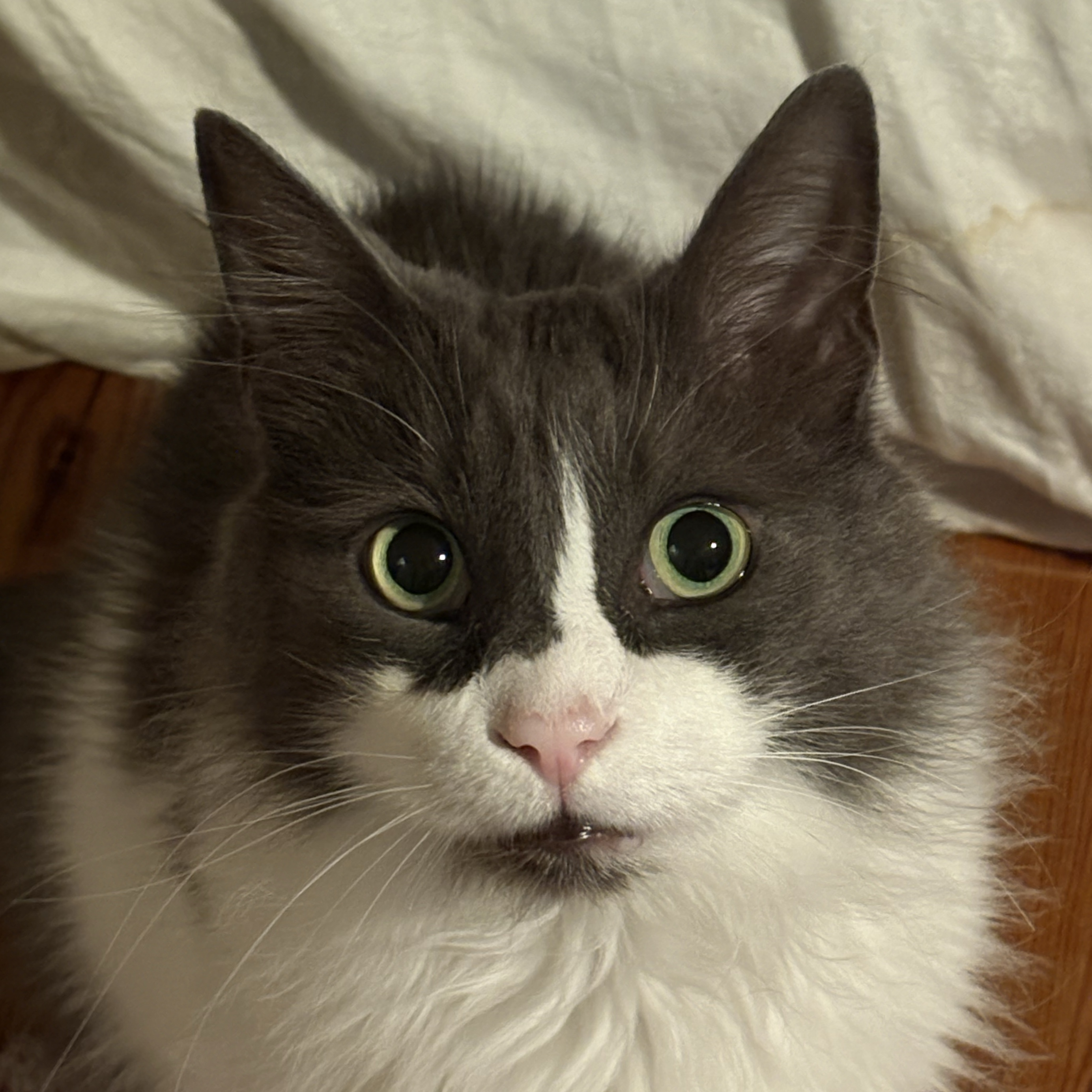 Dali