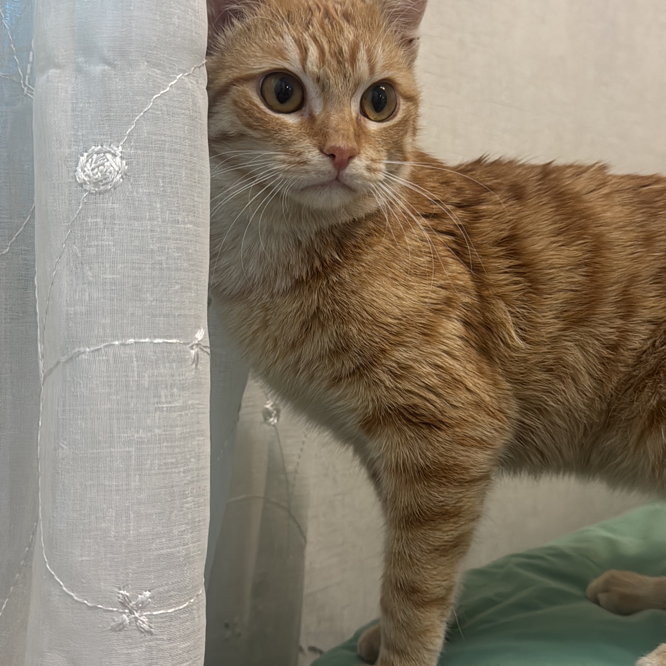 Ginger
