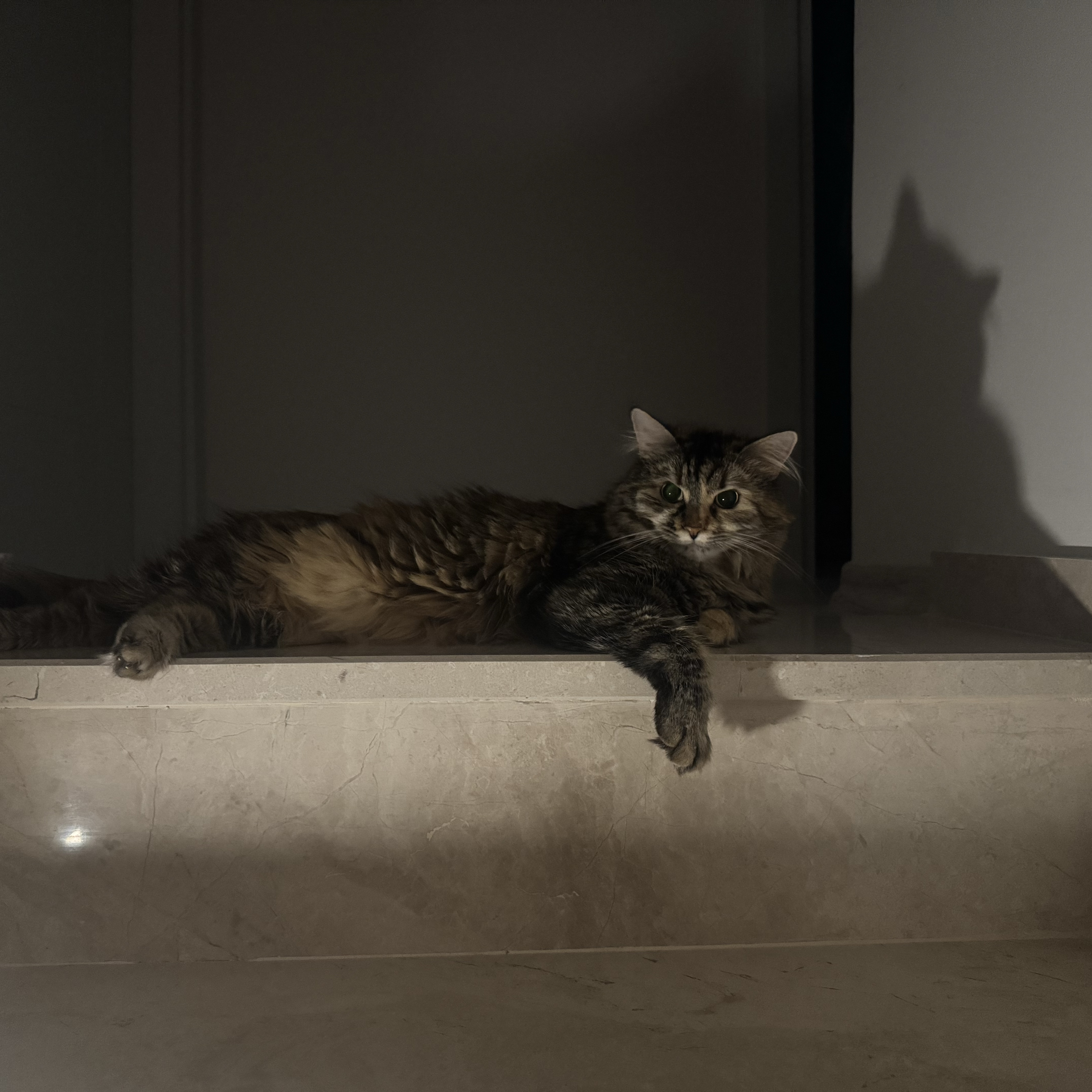 Leblebi