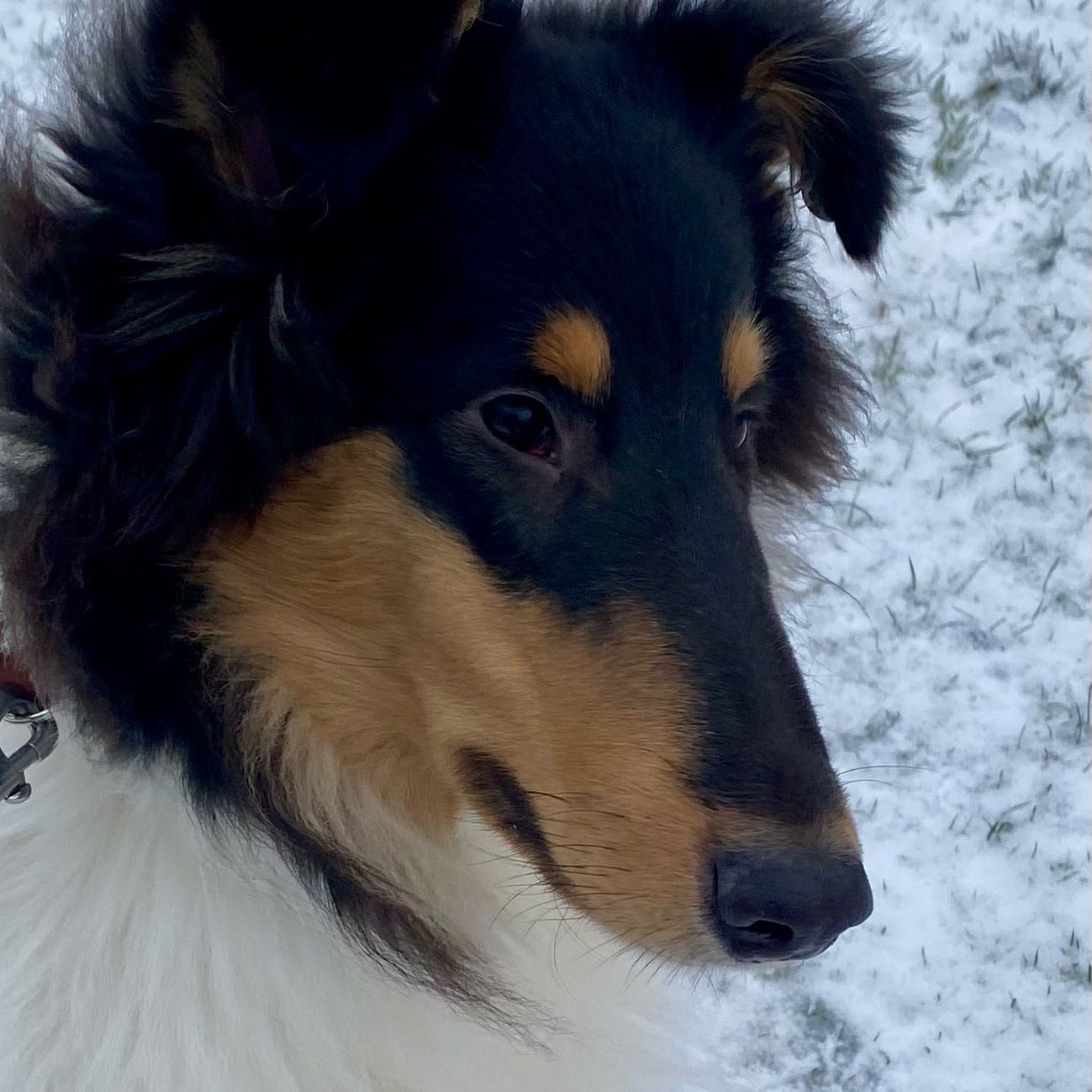 iris