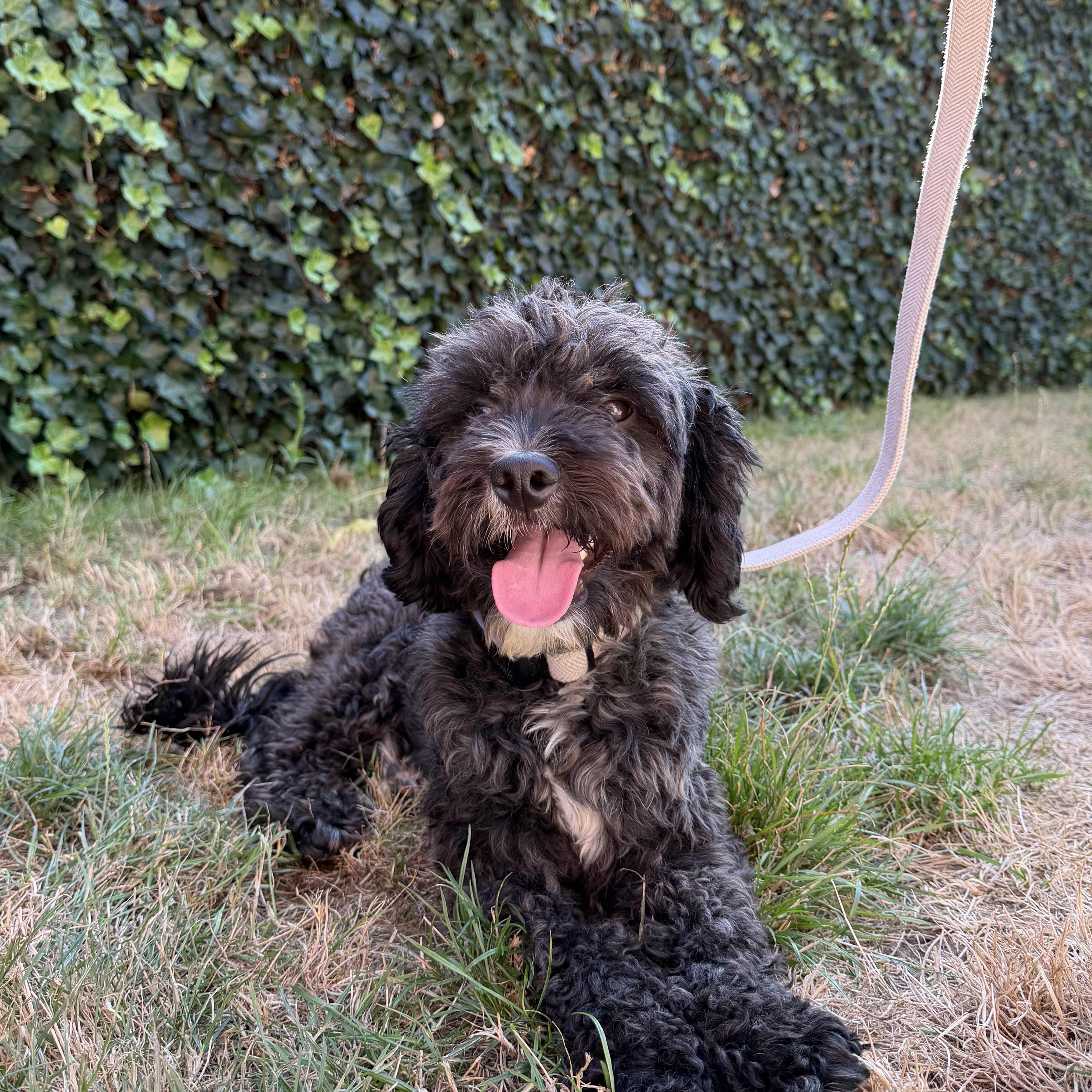 Cooper