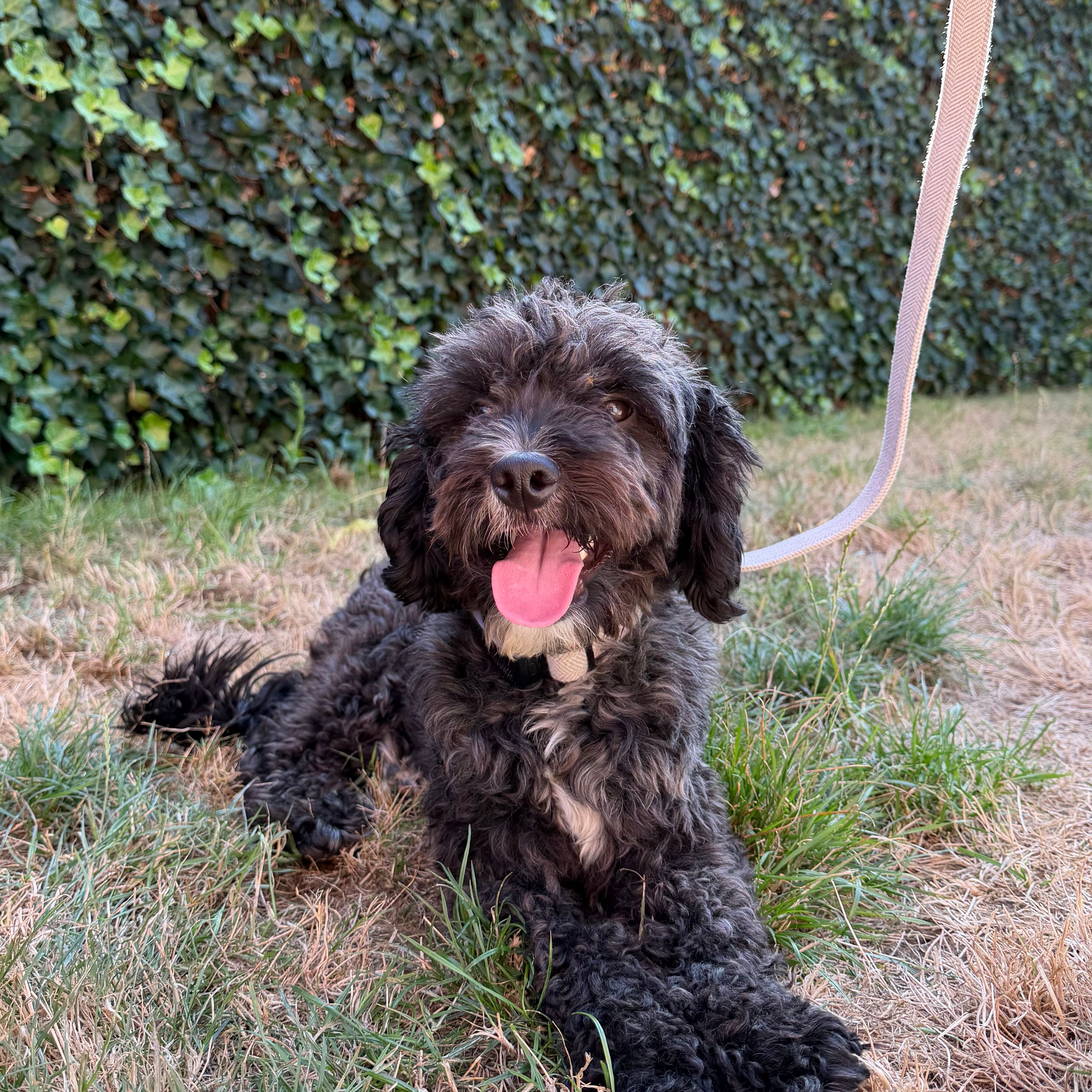Cooper