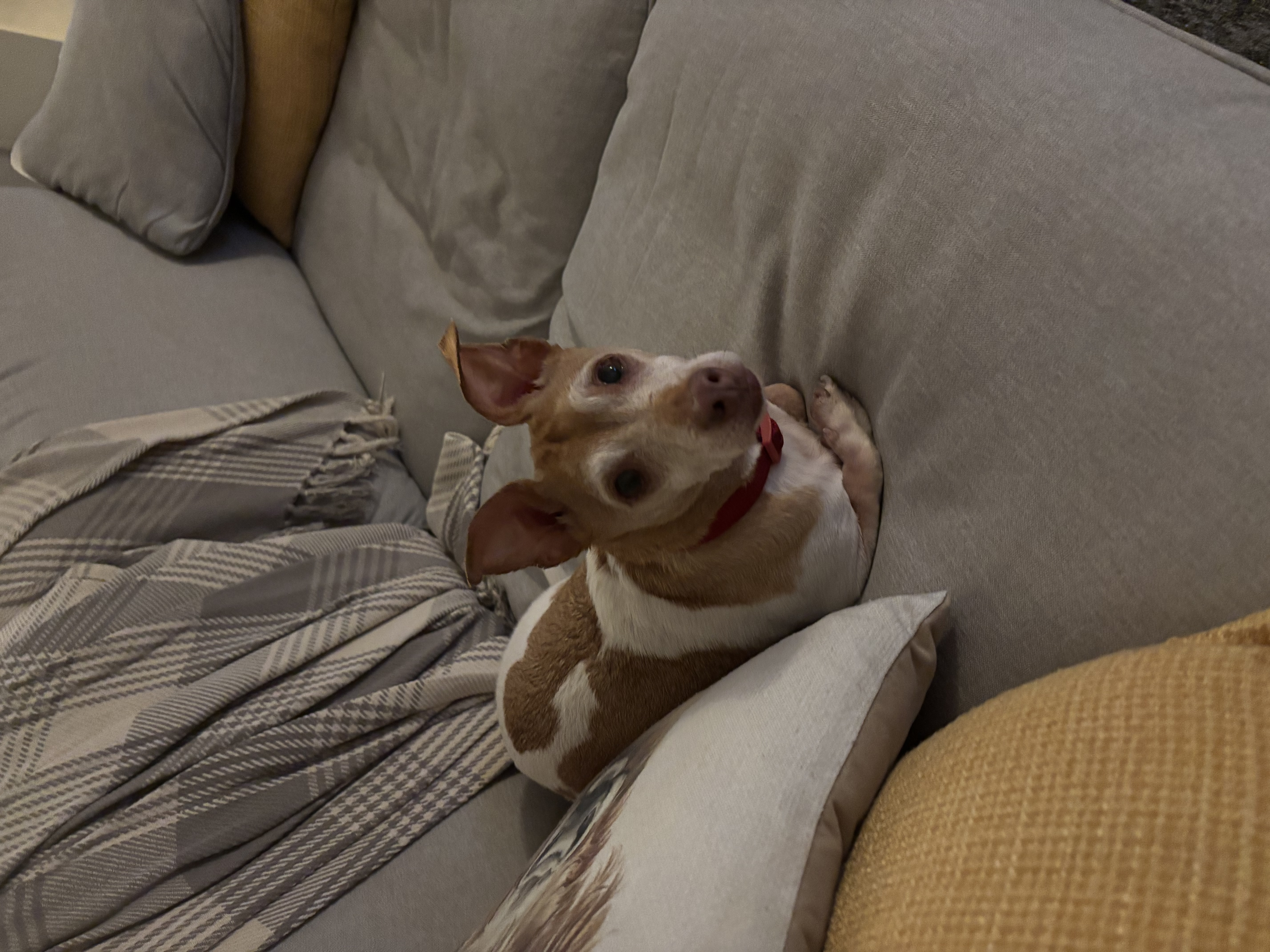 image-12