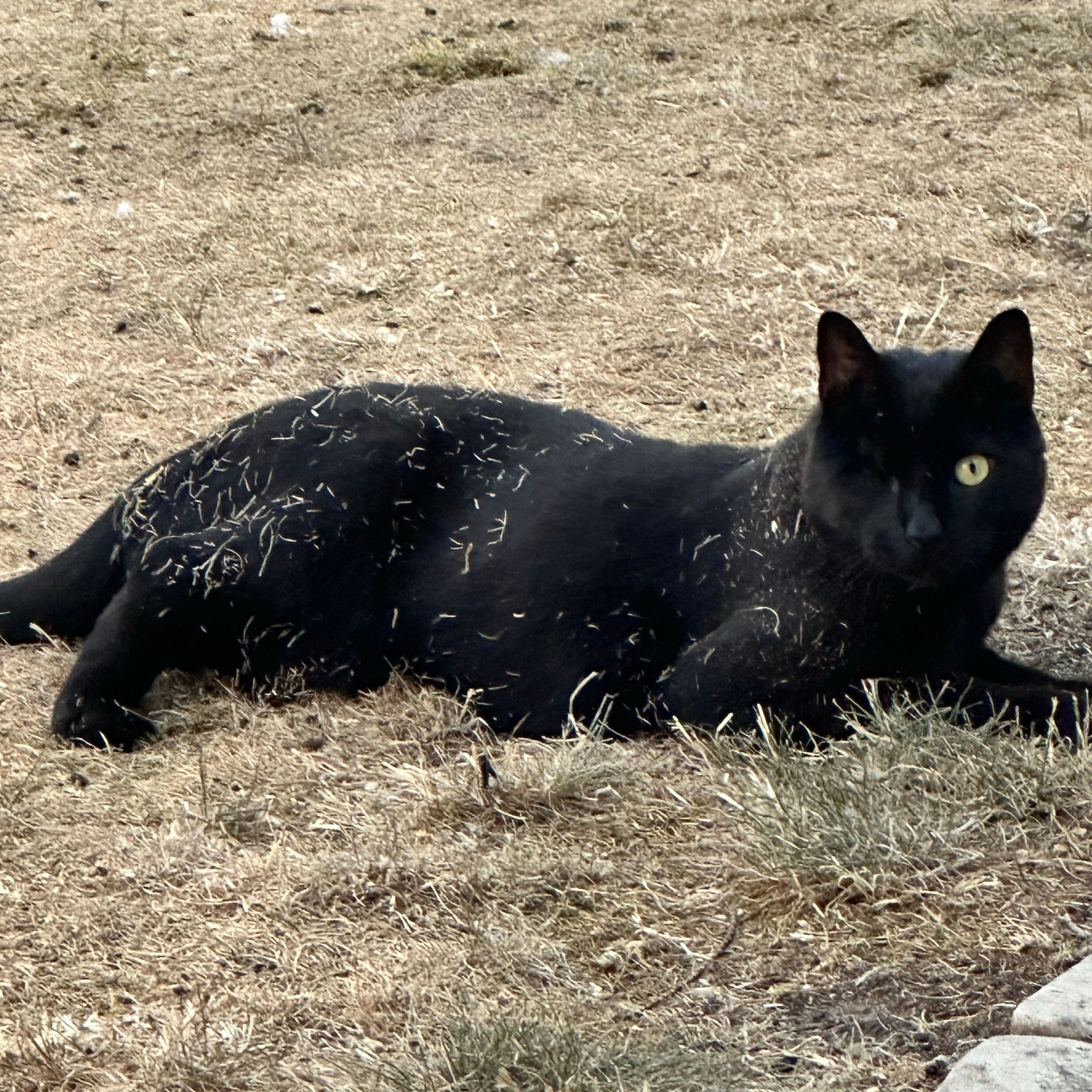 Loki