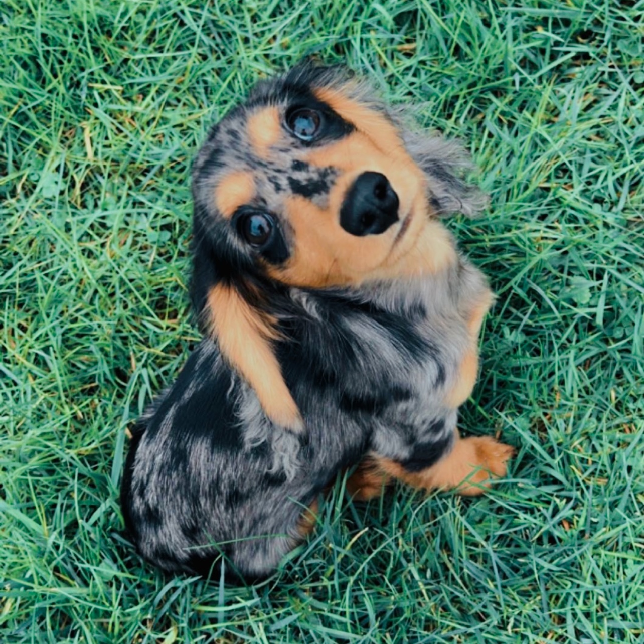Milo