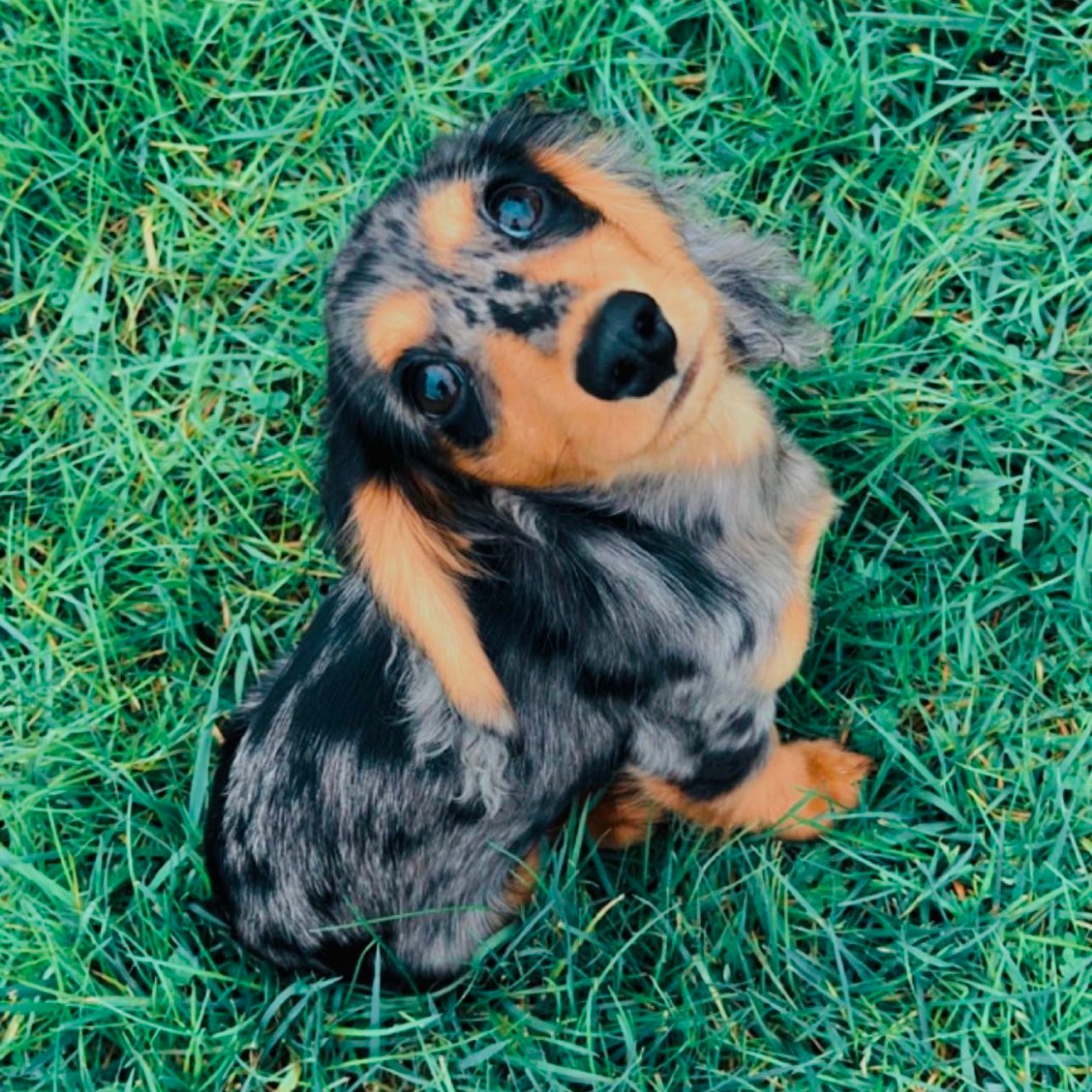 Milo