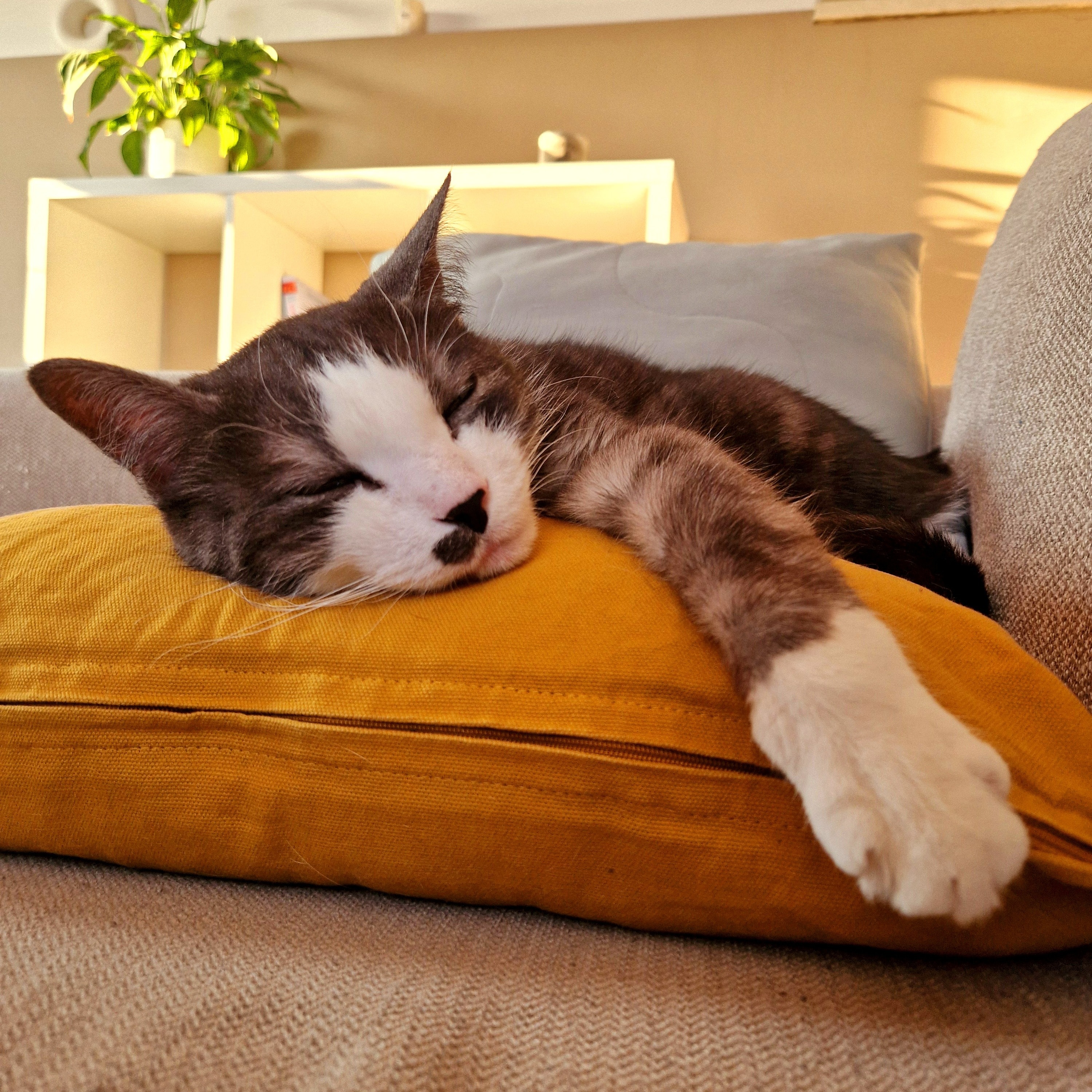 Tigrou