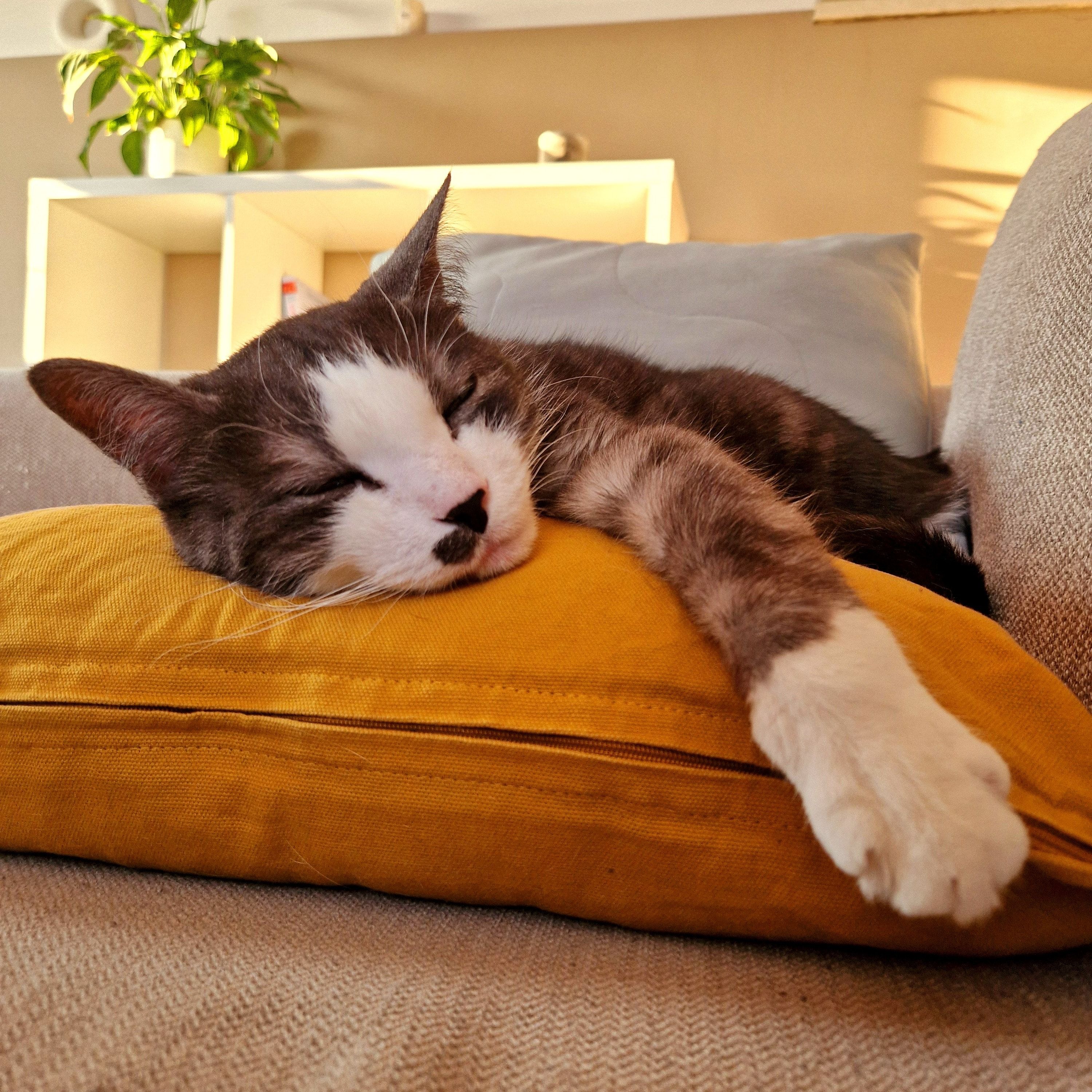 Tigrou