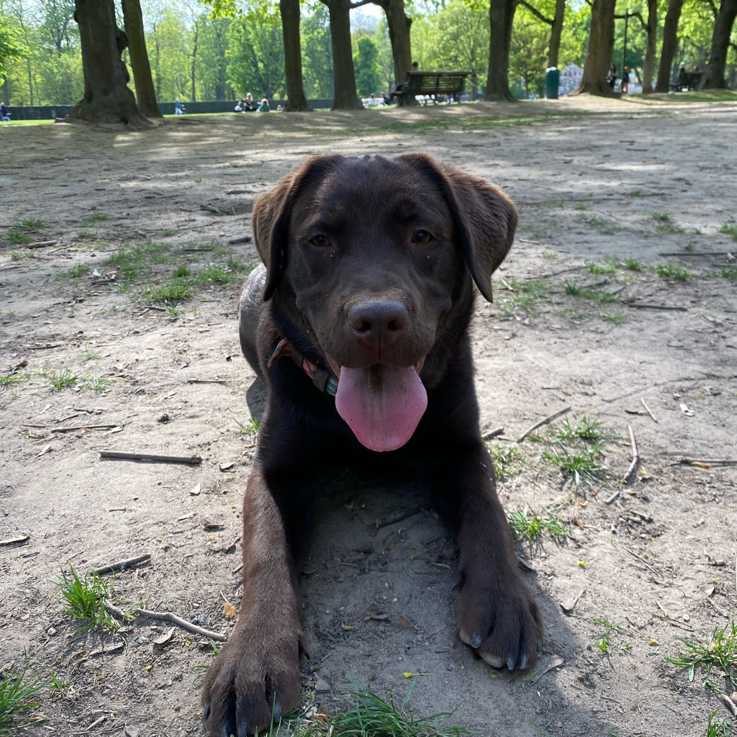 Ludovic