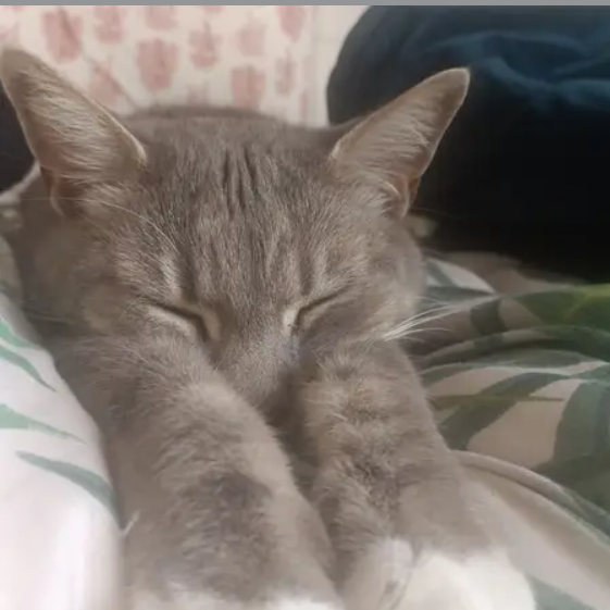 Merlin