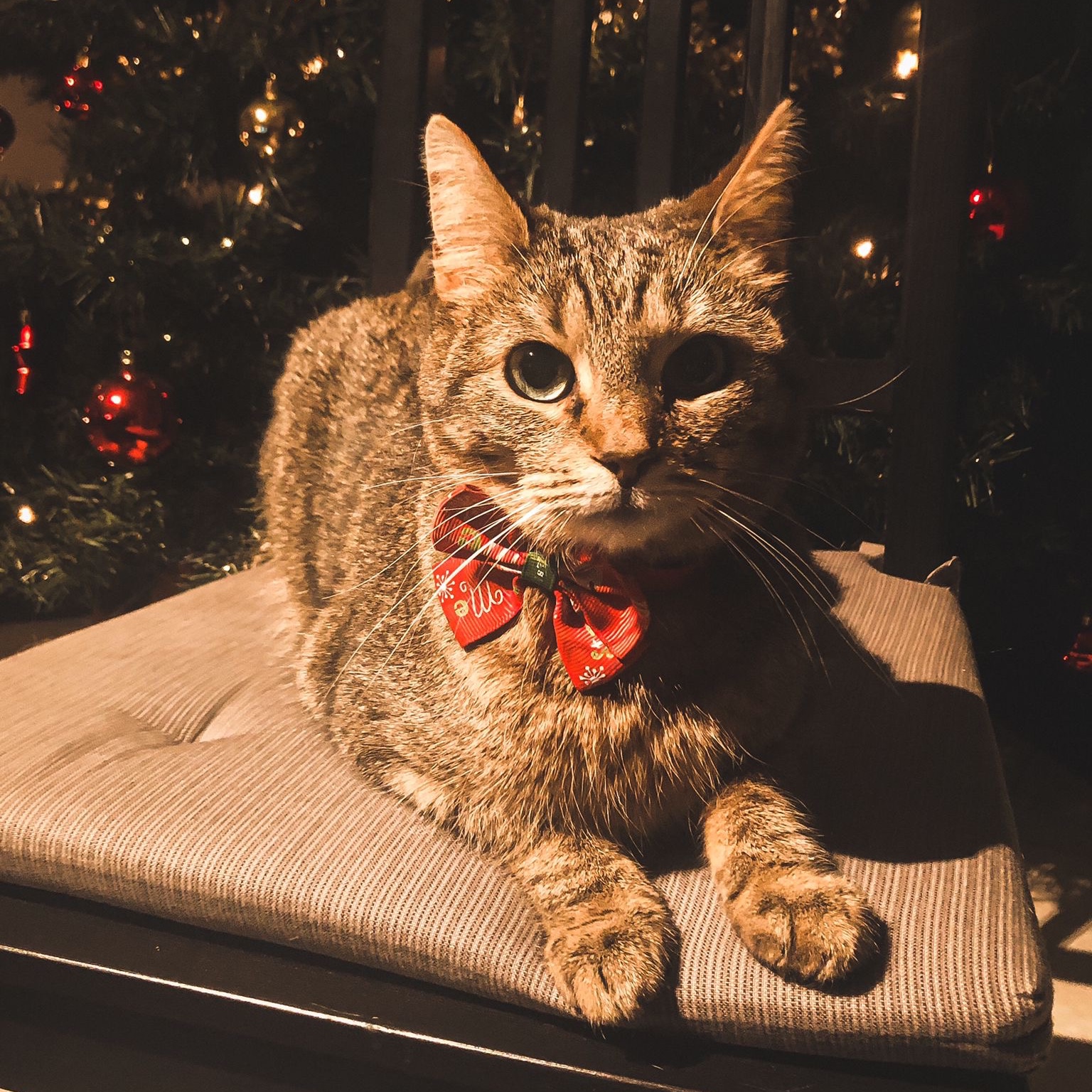 Taco